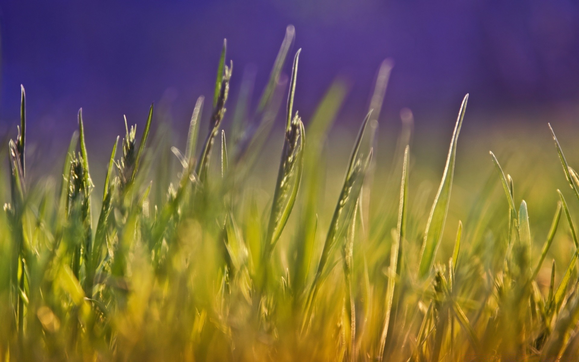 makro feld gras wachstum sonne des ländlichen weide sommer heuhaufen bauernhof natur gutes wetter flora flocken landwirtschaft weizen land dämmerung ernte im freien