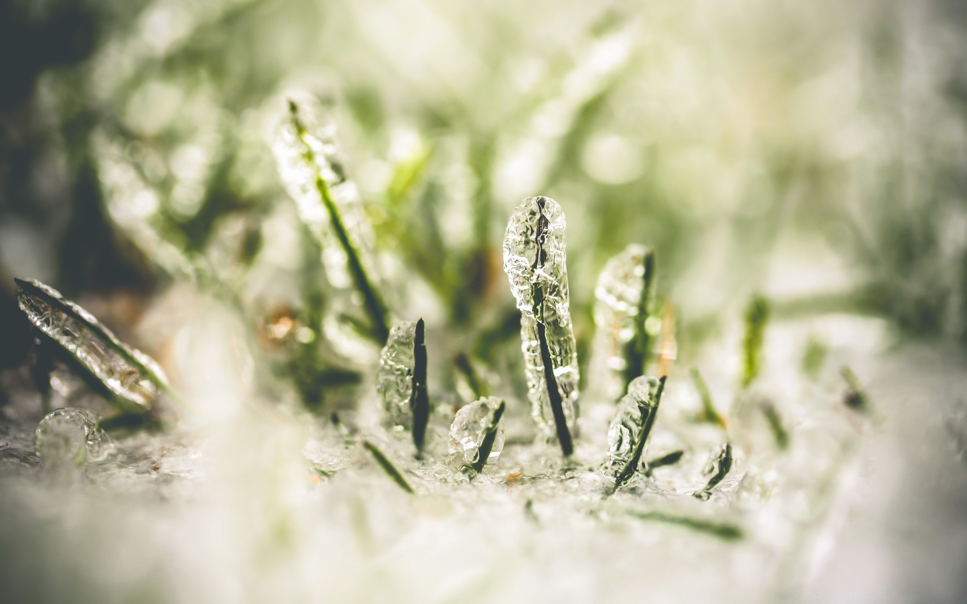 macro erba natura sfocatura flora foglia desktop close-up compagno inverno medicina