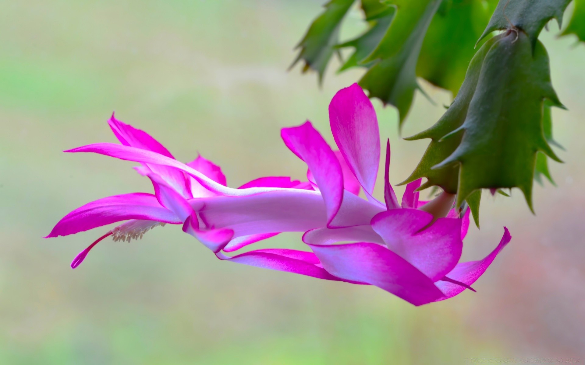 macro nature flower flora leaf garden summer floral blooming color beautiful outdoors tropical petal growth close-up