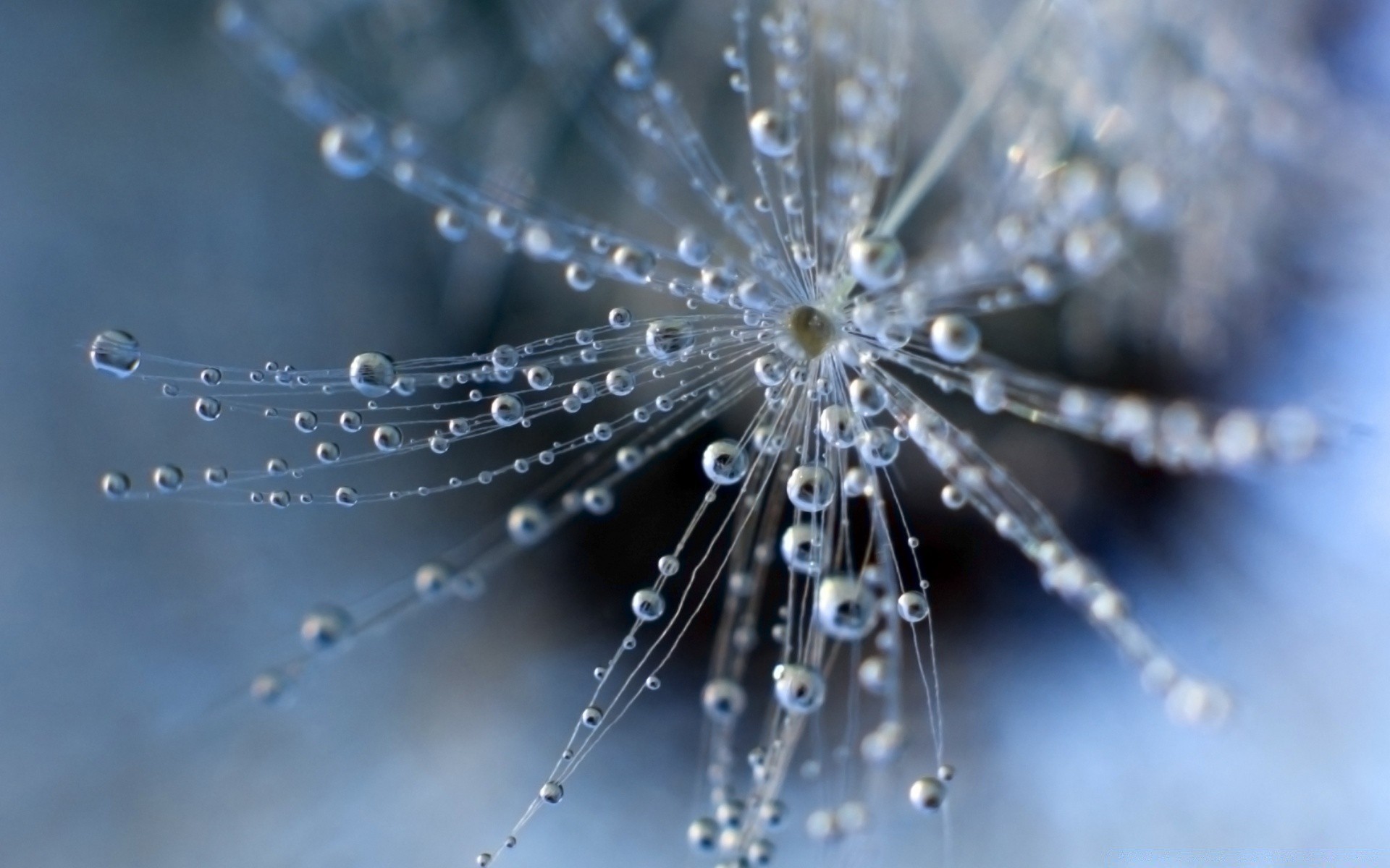 macro aranha orvalho gota teias de aranha água teias de aranha molhado chuva natureza luz brilha fio resumo desktop aracnídeo conexão