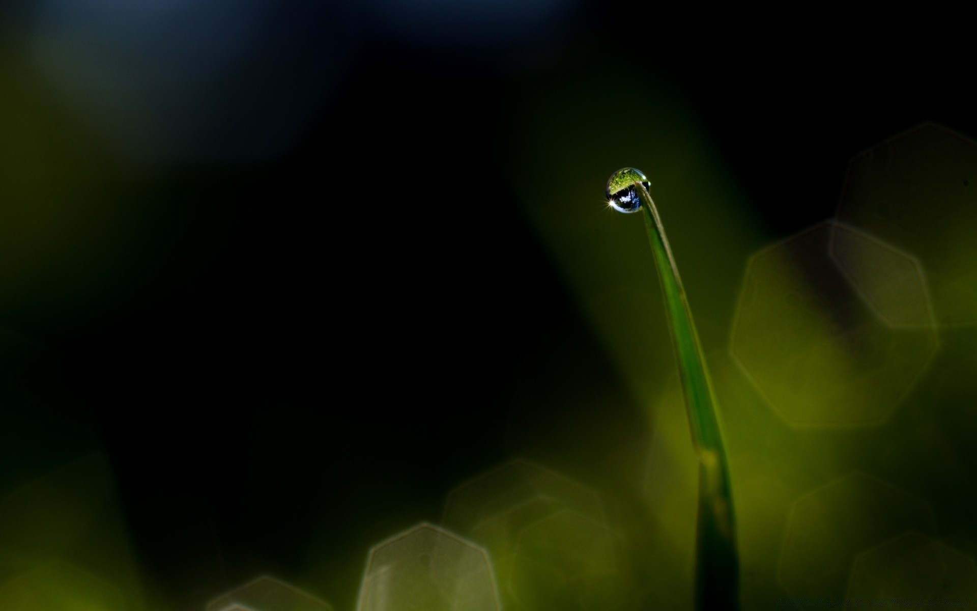 macro flora blur leaf drop rain abstract garden flower light nature growth dew environment color