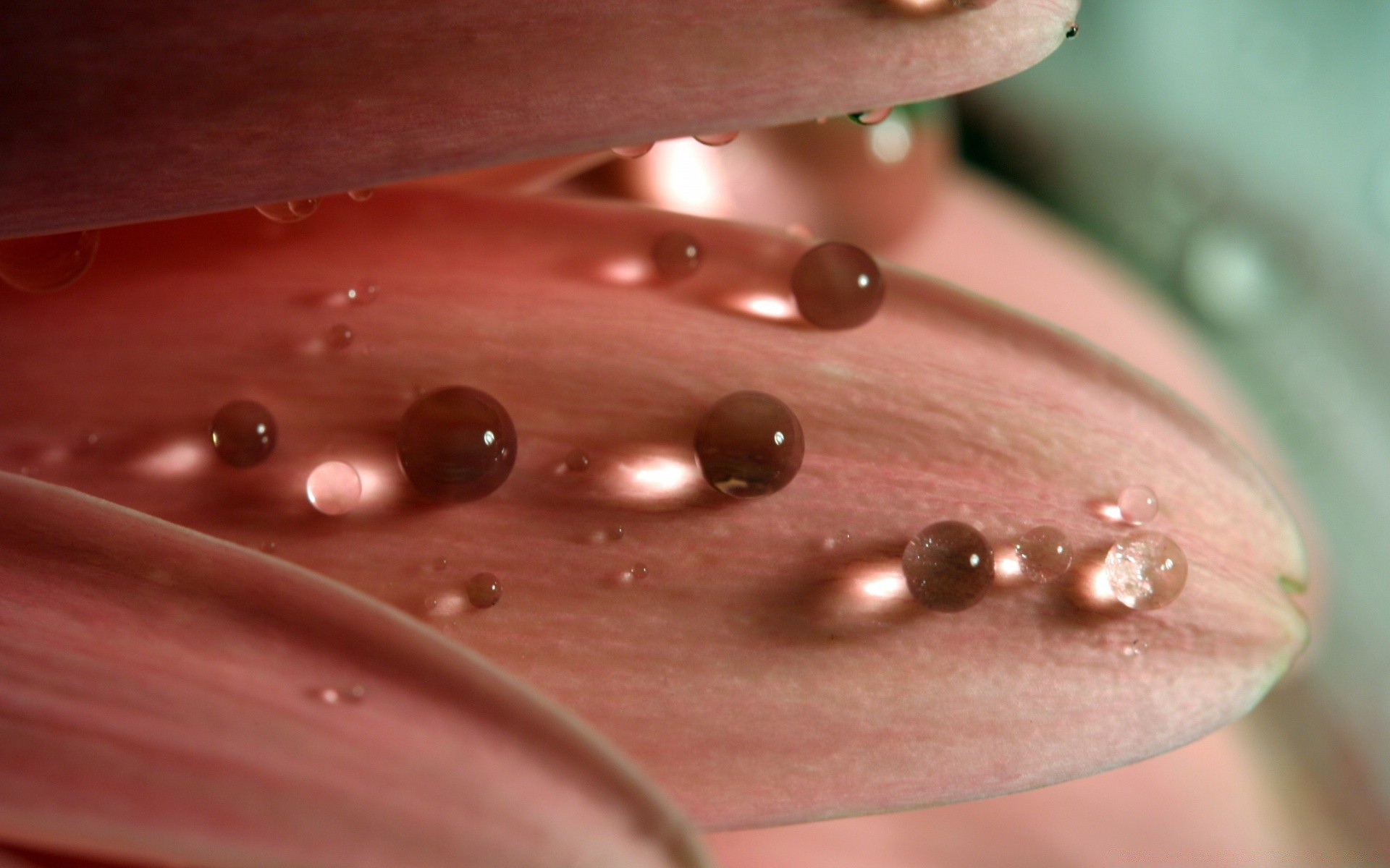 macro caduta pioggia rugiada bagnato natura fiore acqua pulito purezza colore cibo splende close-up desktop flora luminoso