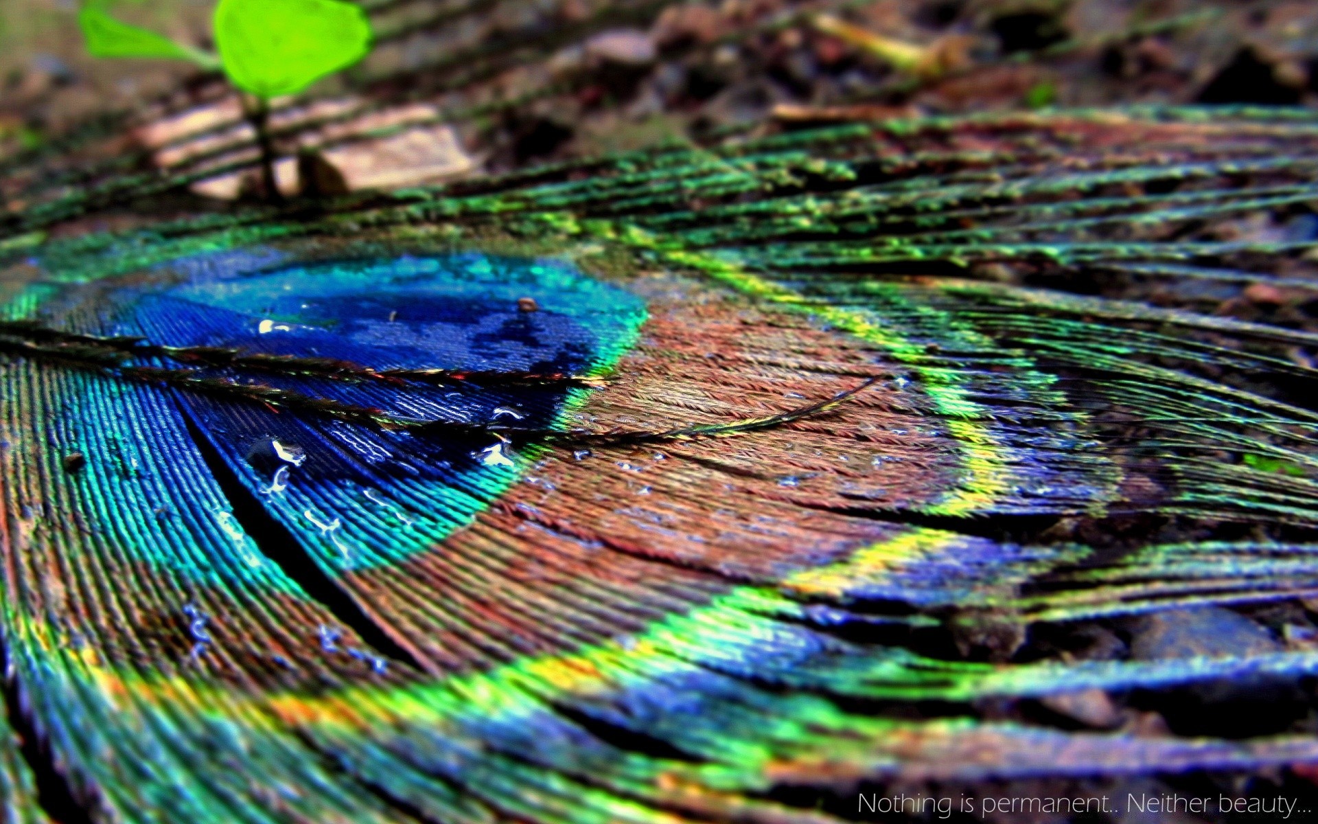 macro patrón arco iris diseño abstracto textura naturaleza escritorio color brillante vivo pavo real pluma arte pájaro hermoso creatividad imagen artístico pintura