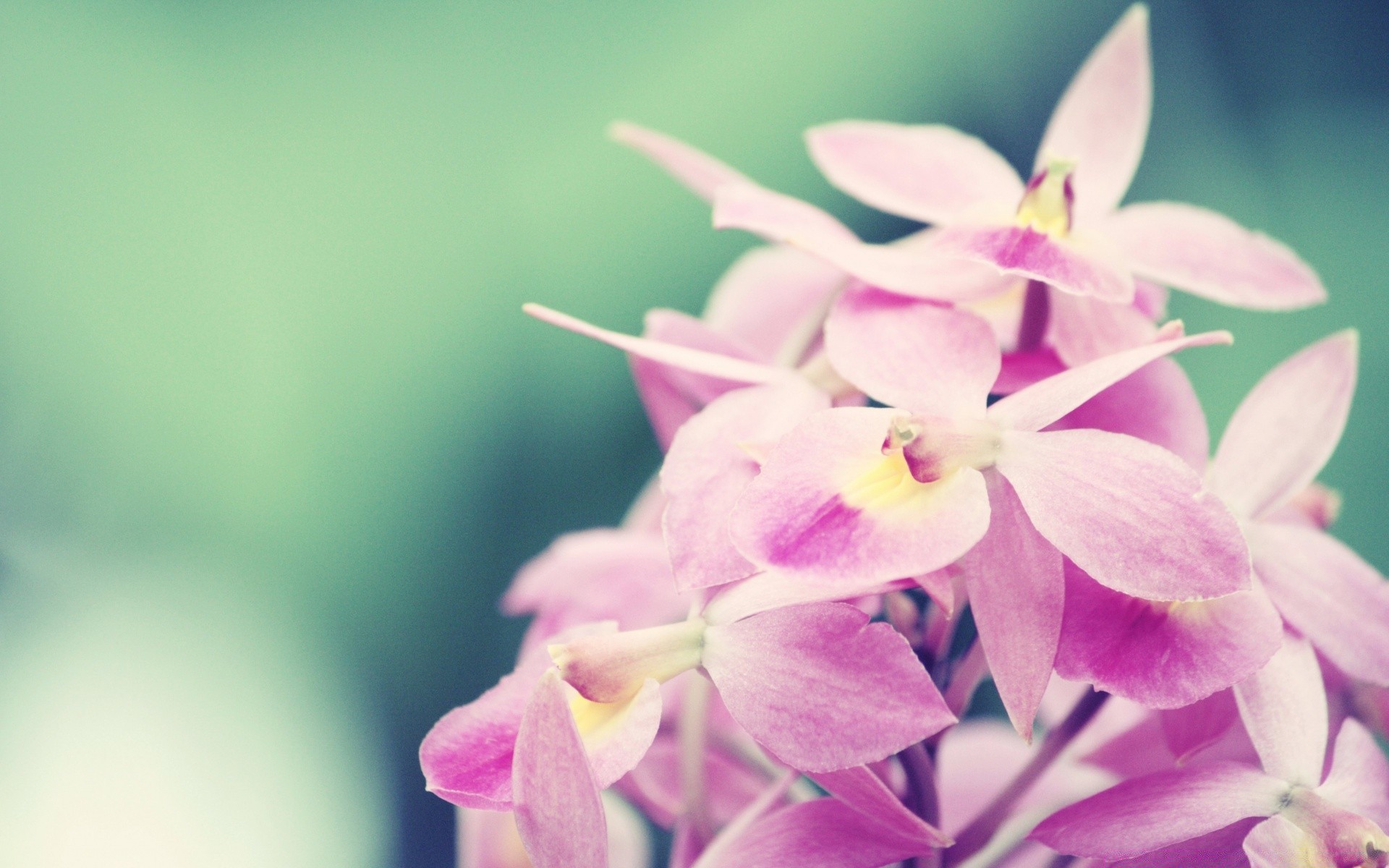 makro fotoğrafçılığı çiçek doğa flora bahçe petal çiçek yaprak tropikal güzel çiçek açan renk yaz narin parlak yakın çekim botanik şube dekorasyon kabuk