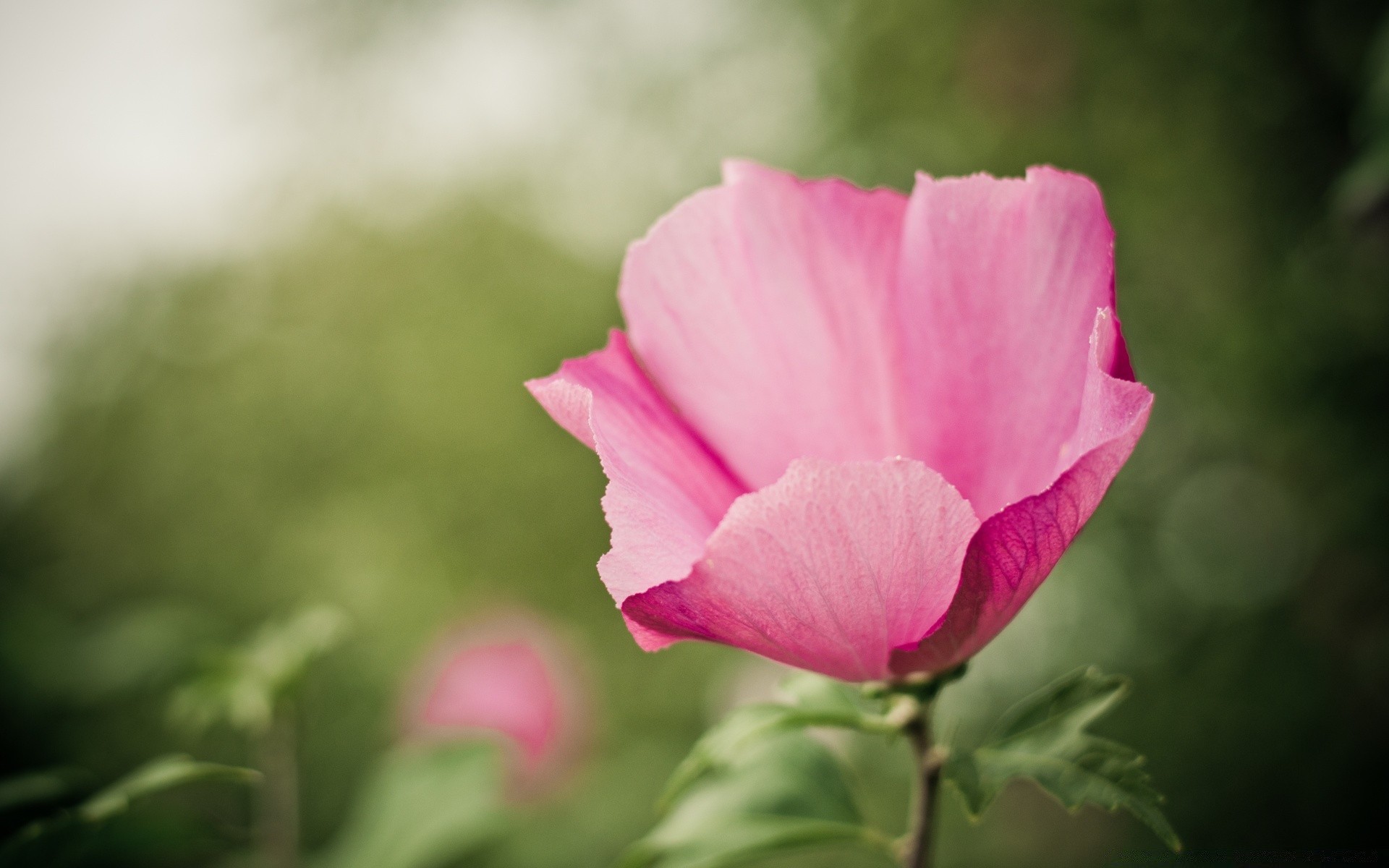 macro fotografia fiore natura flora foglia giardino estate petalo fiore rosa floreale colore esterno luminoso campo