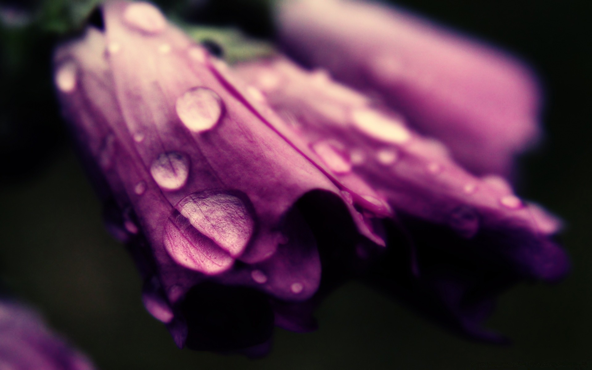 macro nature flower flora color water rain wet desktop violet light beautiful close-up petal drop blur bright leaf