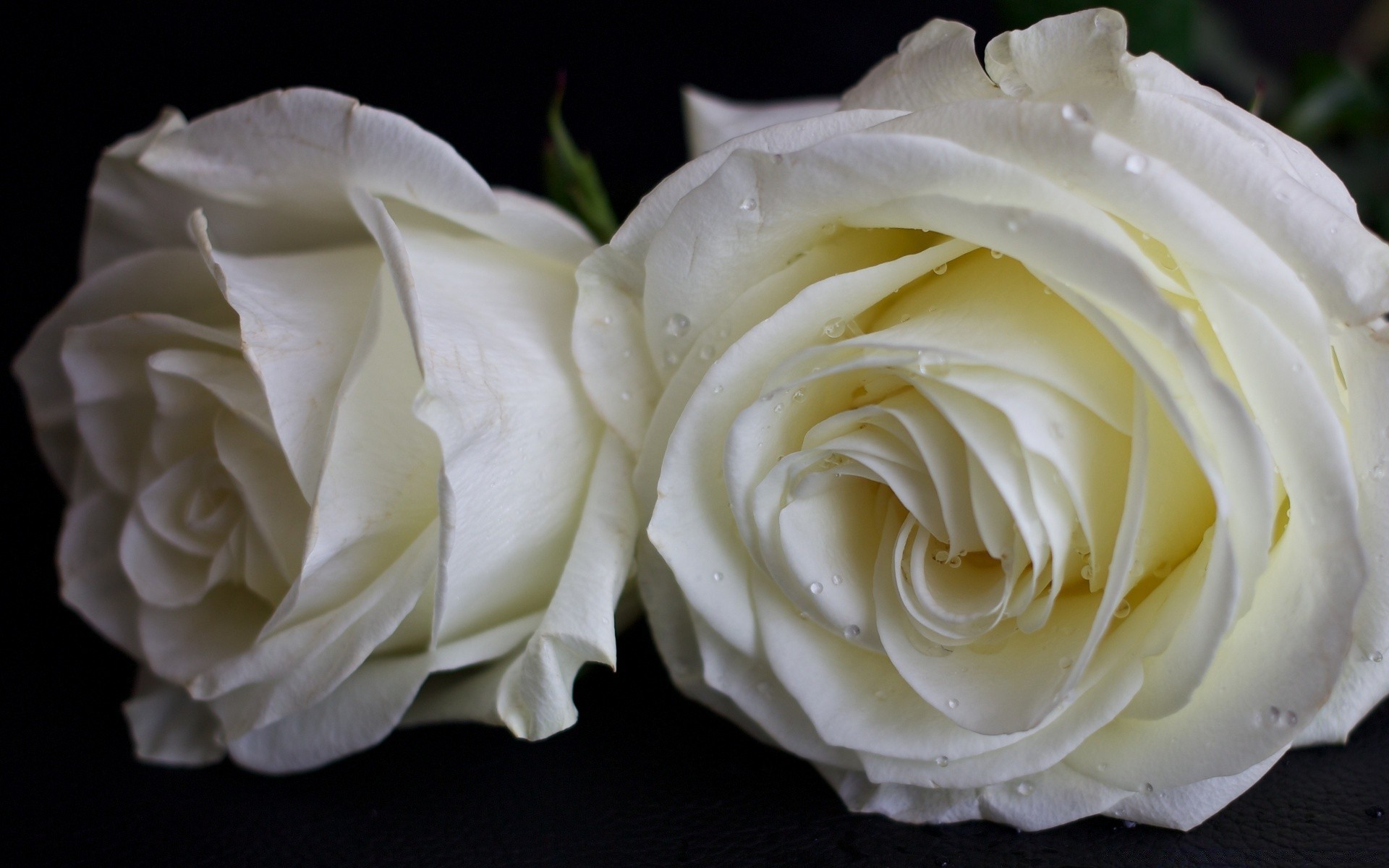 makro fotoğrafçılığı gül romantizm düğün aşk çiçek petal hediye yıldönümü romantik evlilik çiçek buket çiçeklenme doğa narin doğum günü aşk yaprak gelin