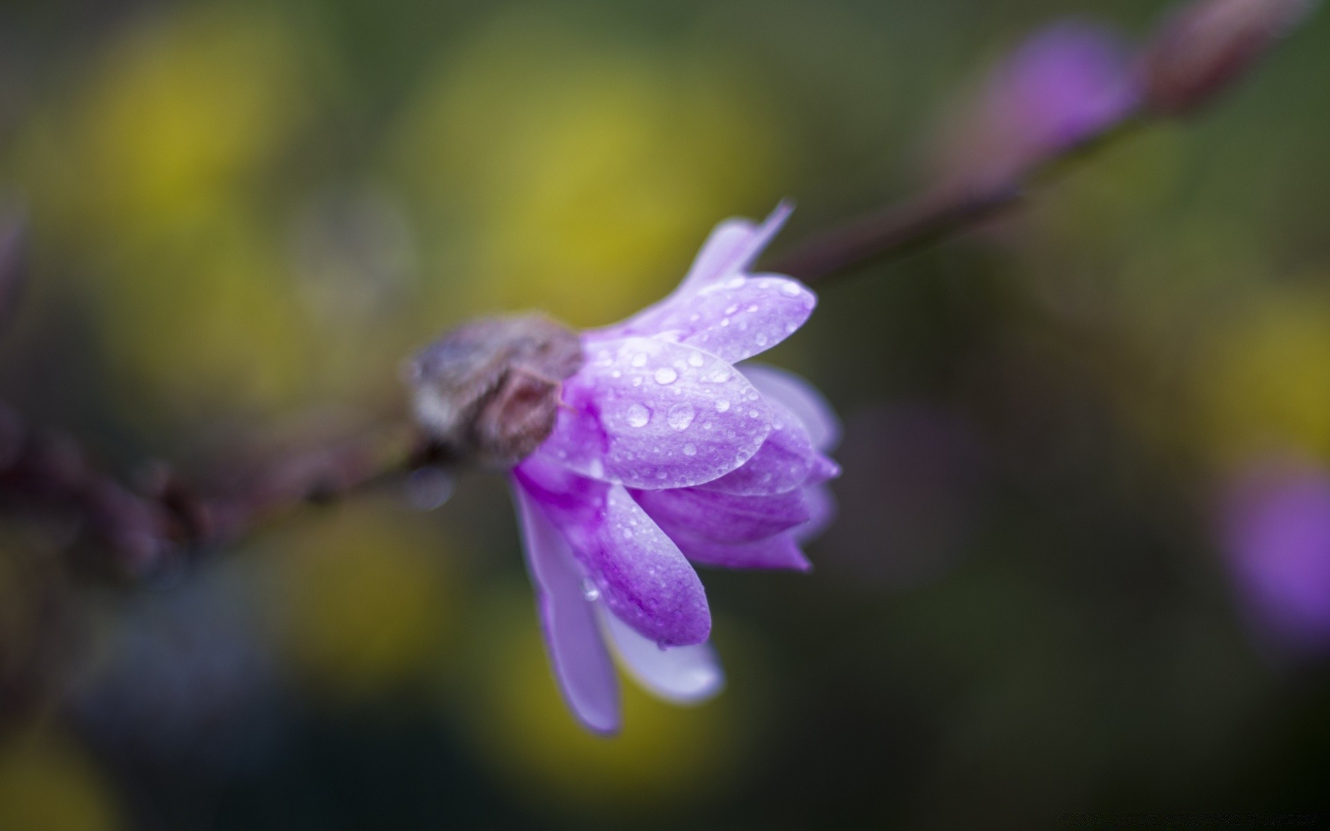 macro natureza flor jardim flora folha ao ar livre borrão verão inseto close-up bela dof temporada brilhante