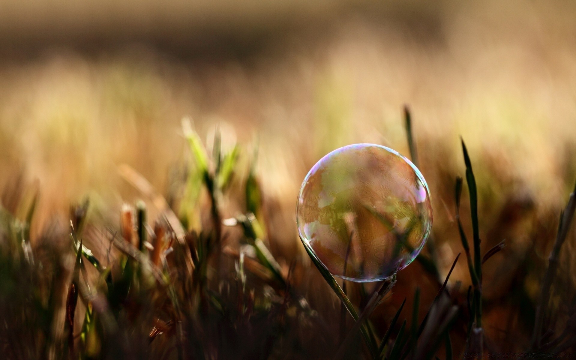 macro grass nature blur sun summer outdoors fair weather field fall hayfield light leaf rural flower