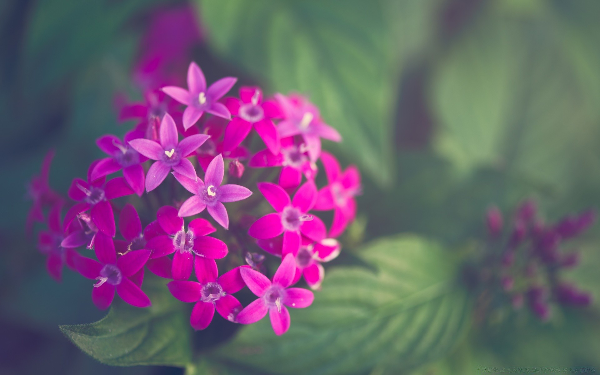 makro fotoğrafçılığı çiçek doğa flora çiçek yaprak petal yaz bahçe çiçeklenme renk güzel parlak büyüme sezon yakın çekim açık havada dekorasyon