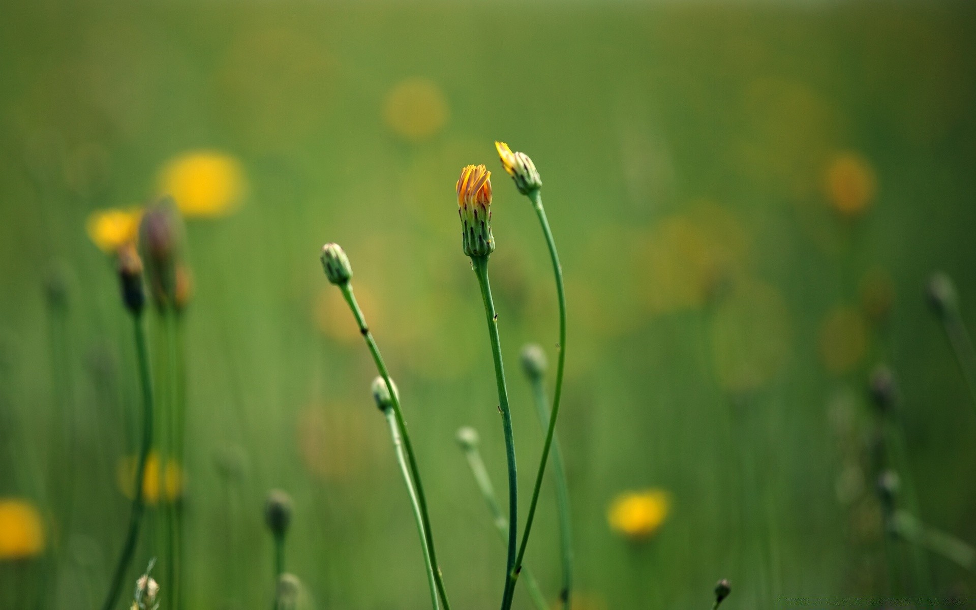 makro fotoğrafçılığı doğa çimen yaz flora büyüme saman yaprak alan güzel hava koşulları bahçe parlak kırsal çiçek açık havada çiy şafak vakti güneş bulanıklık yağmur