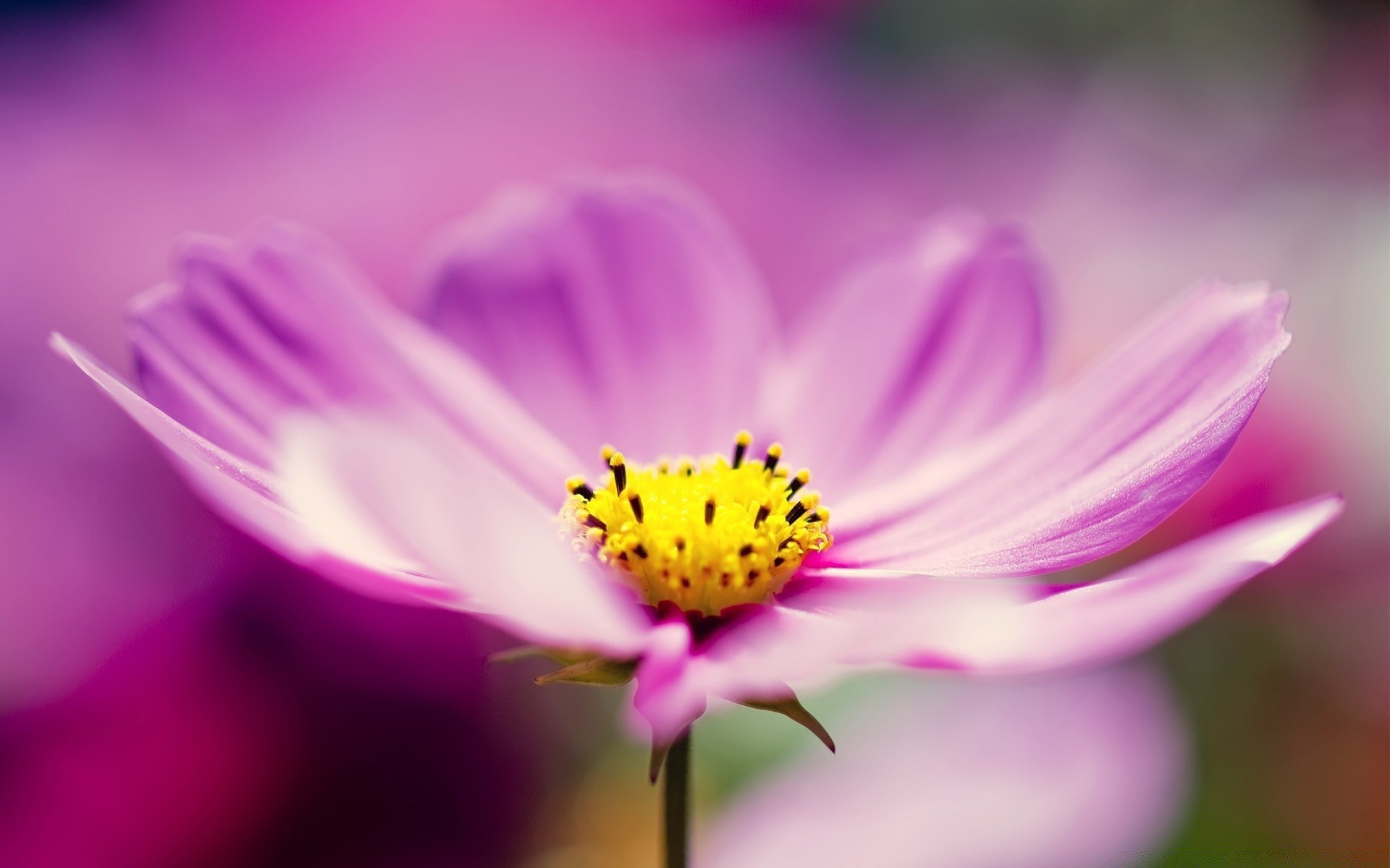 macro fiore natura foglia estate flora giardino petalo luminoso sfocatura floreale bloom colore