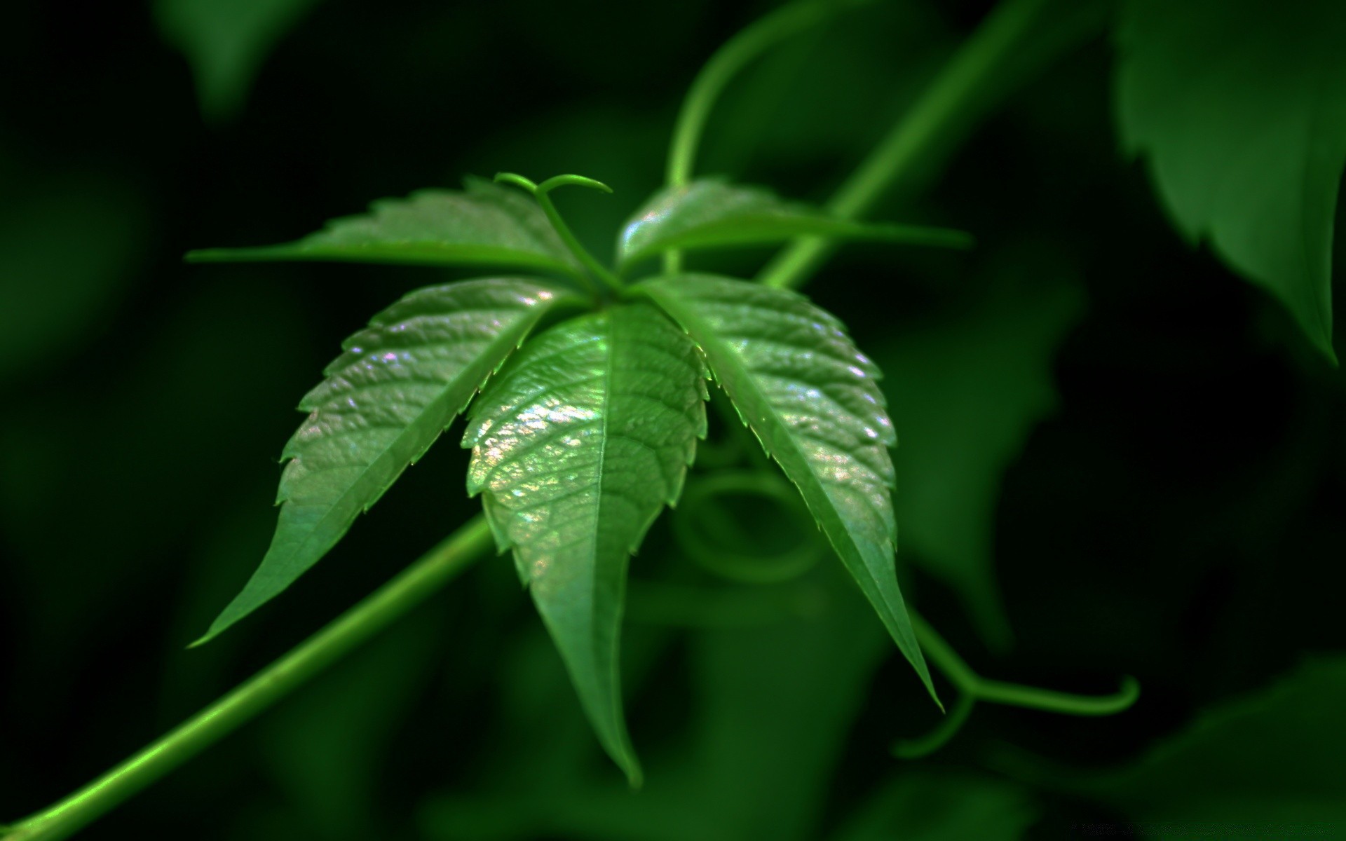 macro leaf flora nature growth garden environment close-up lush summer freshness rain outdoors husk color drop