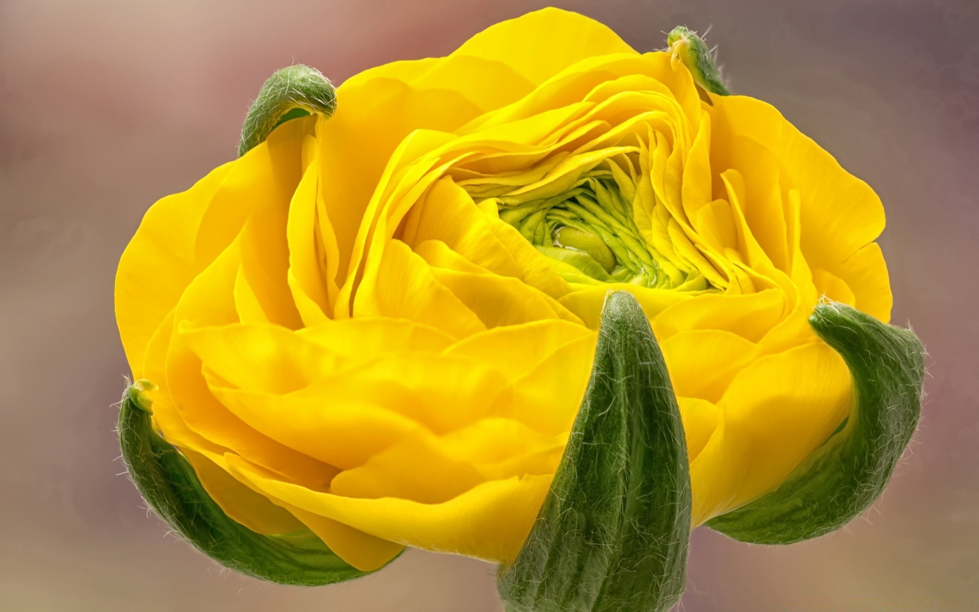 makro kwiat natura liść ogród flora kolor kwiatowy jedzenie zbliżenie płatek lato