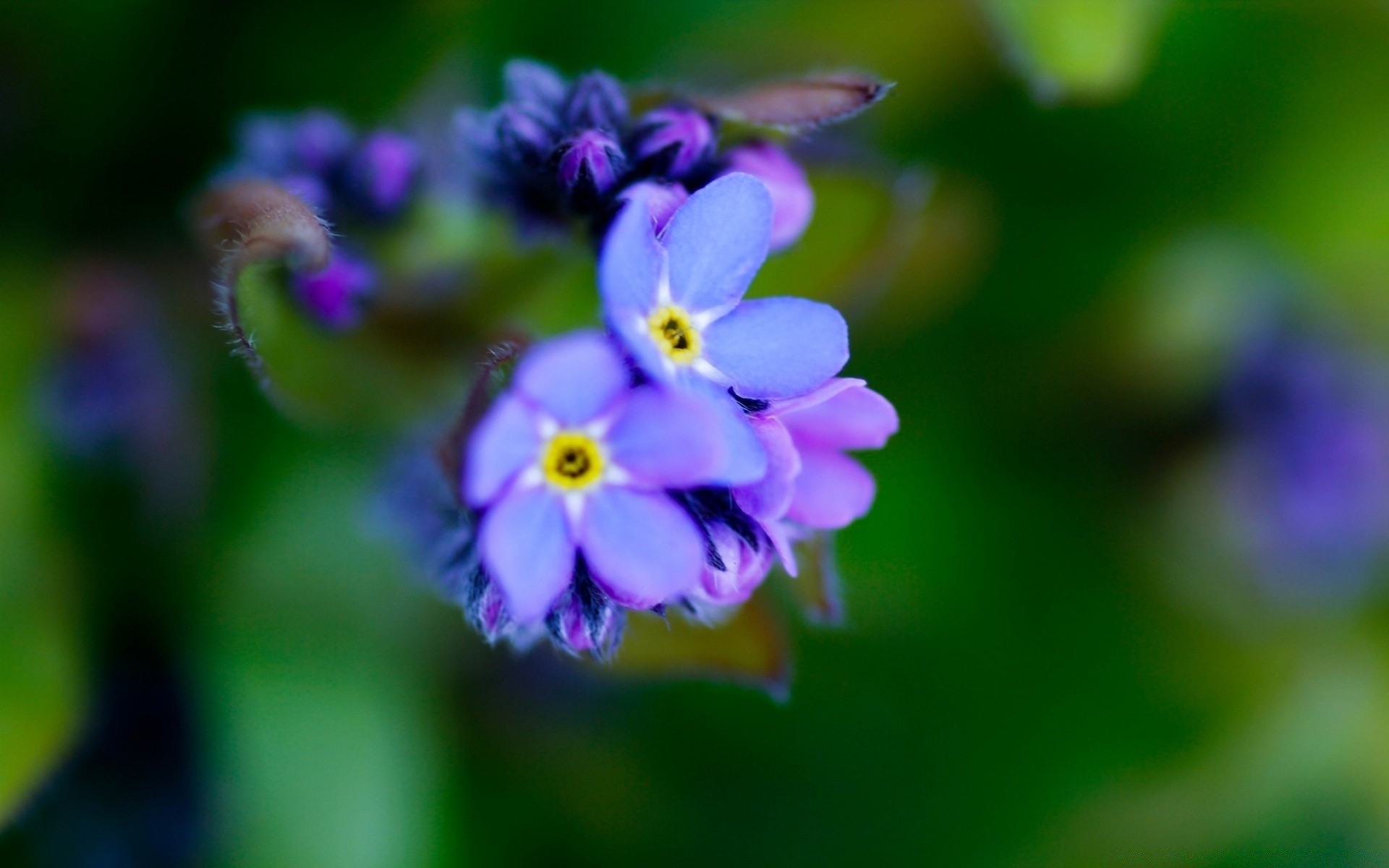 macro naturaleza flor flora hoja jardín verano desenfoque pétalo color crecimiento al aire libre blooming primer plano floral