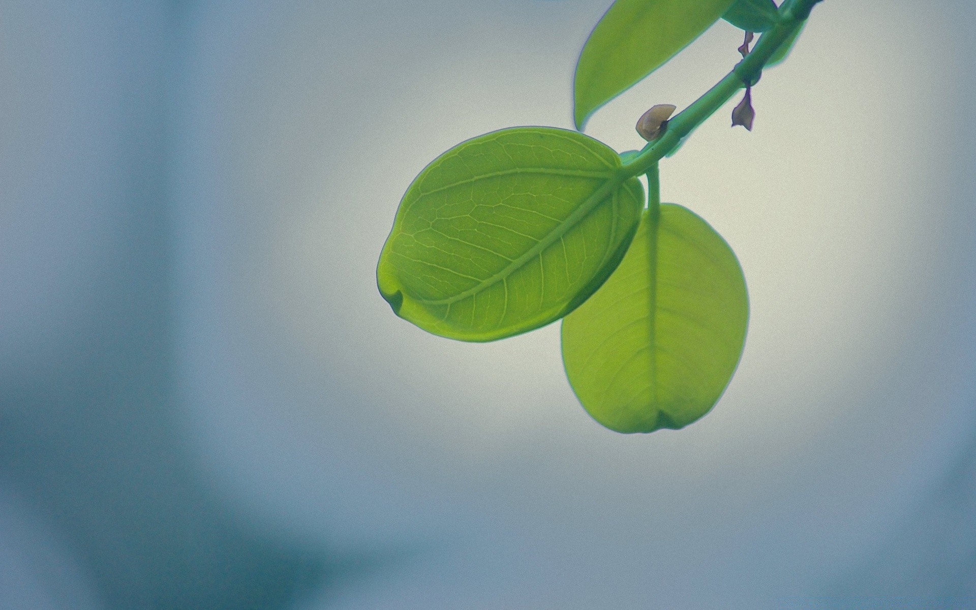 macro leaf growth nature flora blur rain ecology