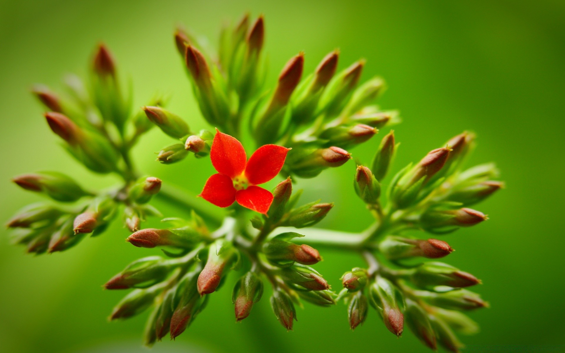 macro nature leaf flower flora garden blur tree summer color branch close-up grass outdoors wild