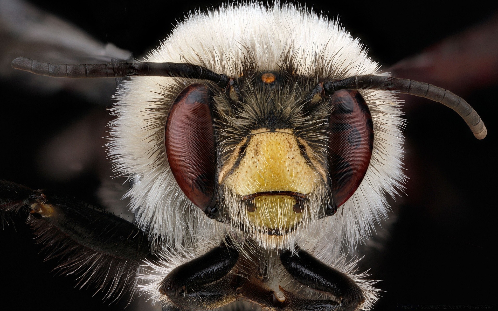 macro animal wildlife portrait nature one wild