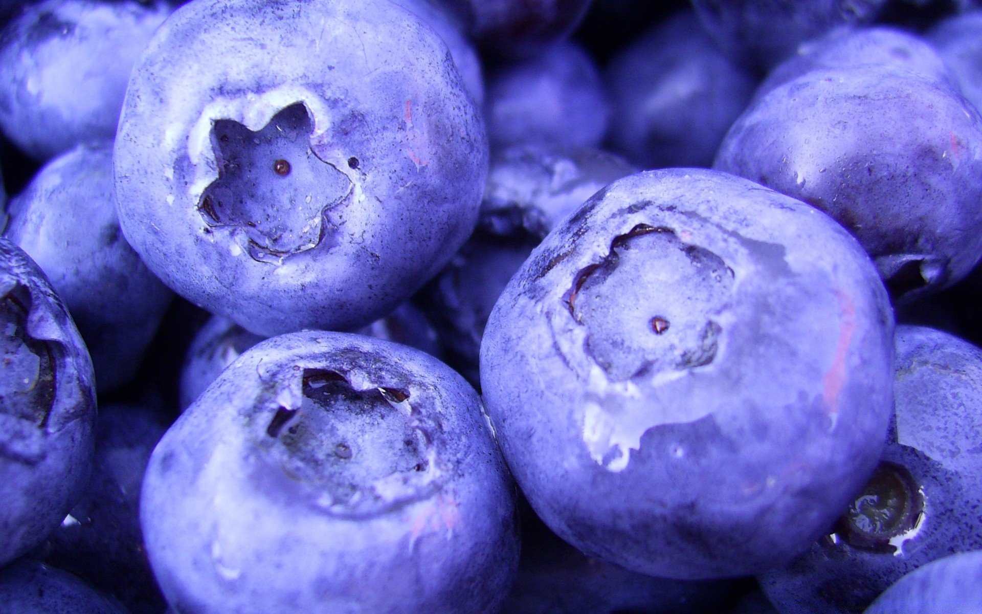 macro fruit blueberry food sweet berry confection juicy nature desktop delicious close-up grow round bilberry nutrition health flora