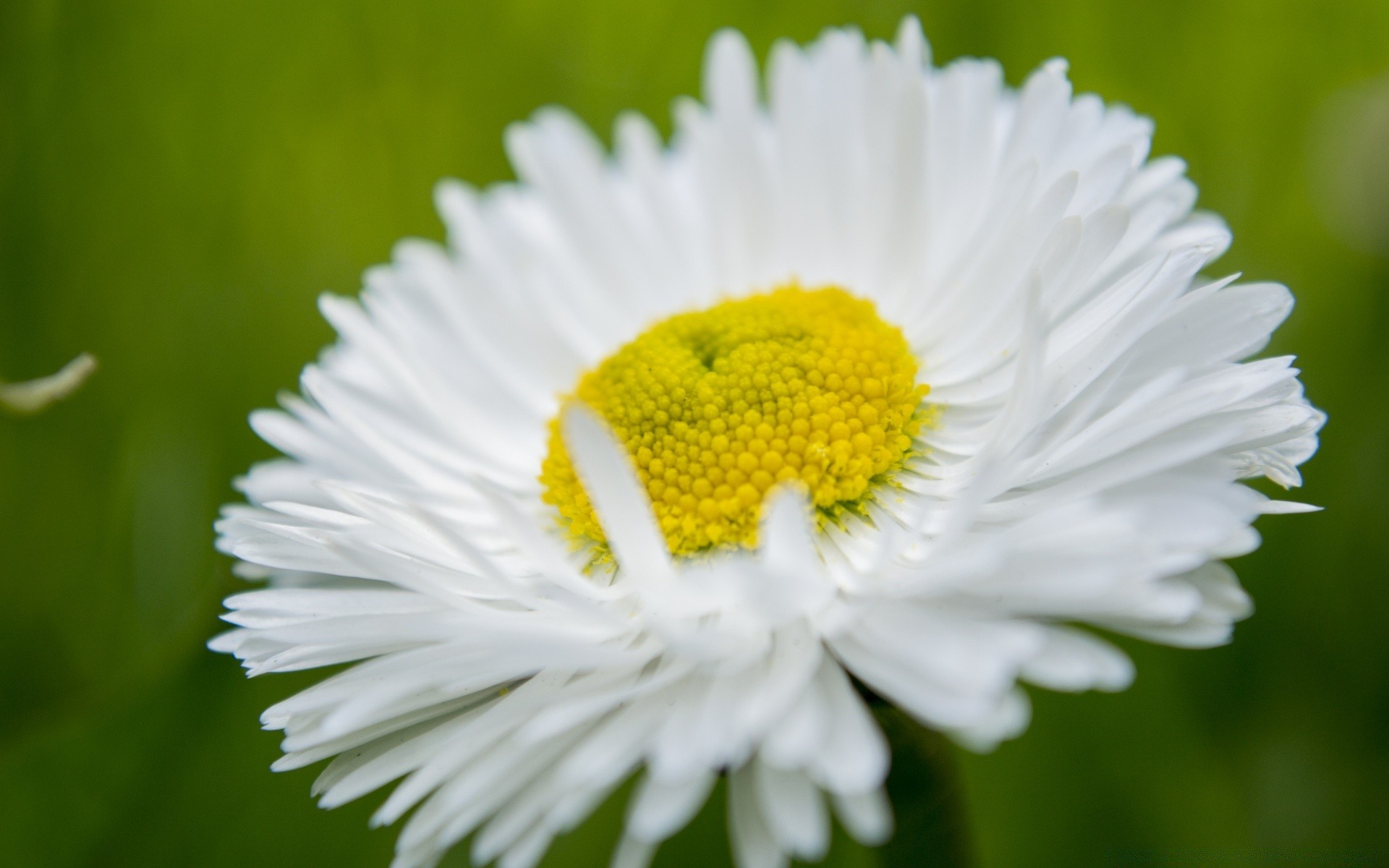 macro nature flower flora summer close-up field garden leaf bright hayfield grass color beautiful floral blooming petal season outdoors