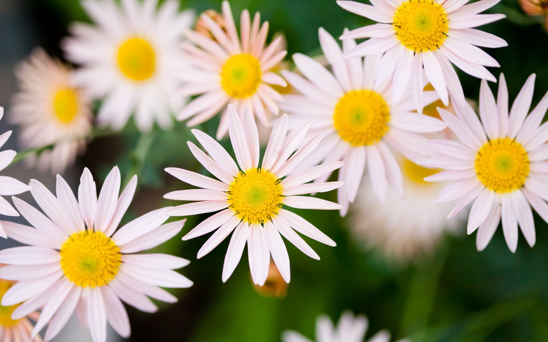 macro nature flower flora summer petal floral leaf garden blooming bright color chamomile beautiful close-up season growth bouquet head