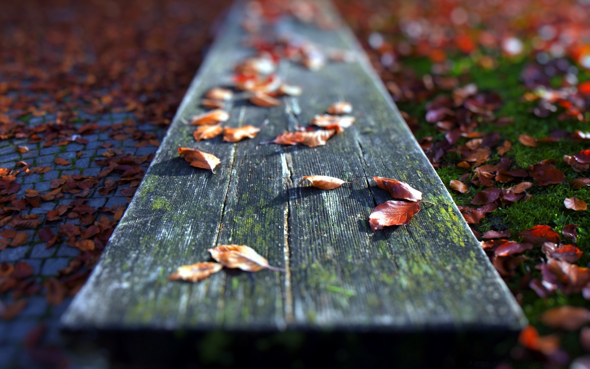 macro autunno legno desktop foglia close-up legno colore legno cibo natura texture