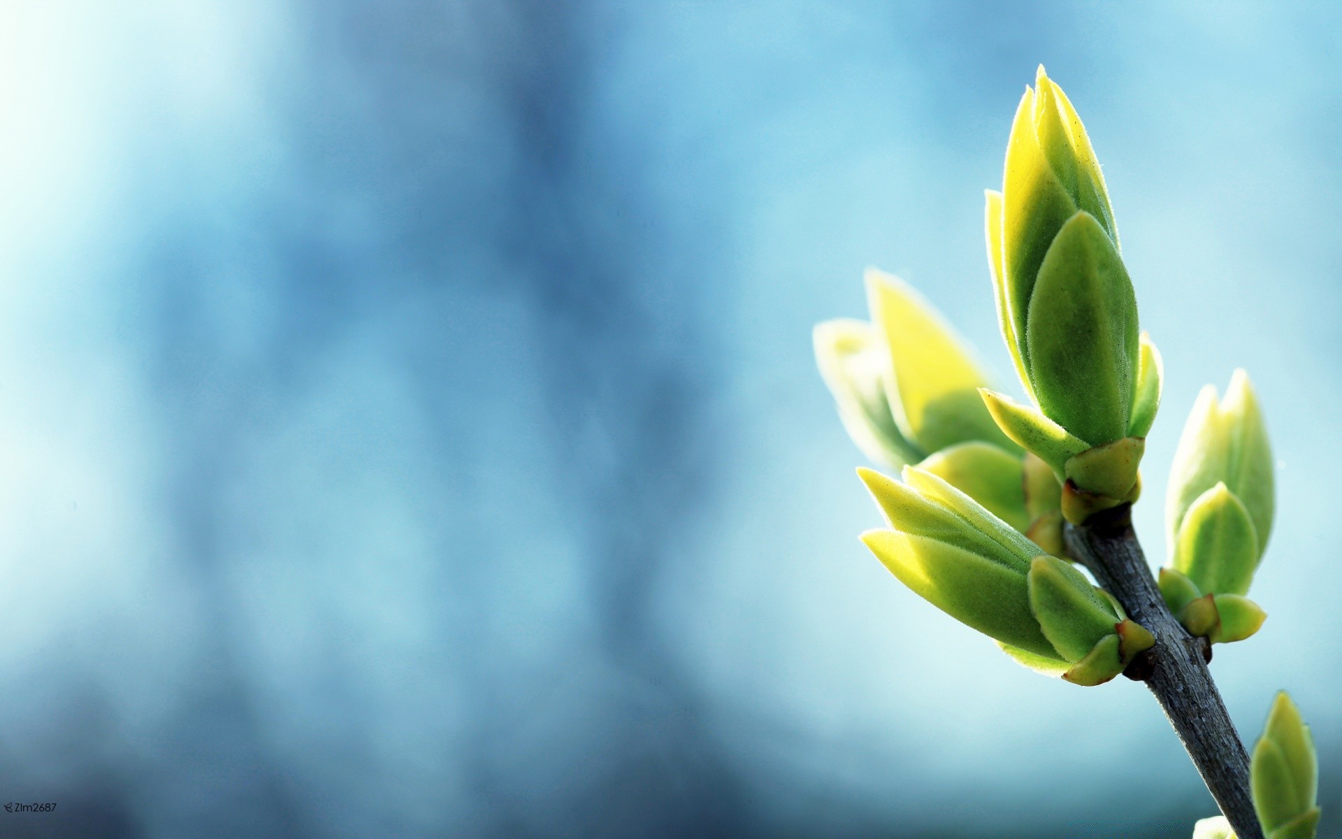 makroaufnahme natur blume blatt wachstum im freien sommer unschärfe dof flora gutes wetter sonne himmel garten