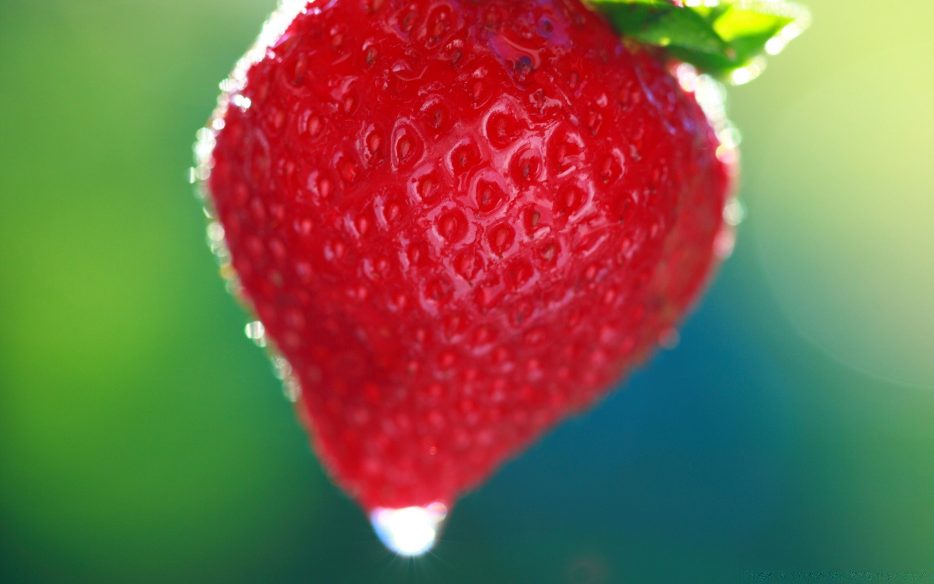 macro fruit strawberry berry juicy sweet food nature confection health summer delicious leaf drop freshness refreshment isolated garden close nutrition