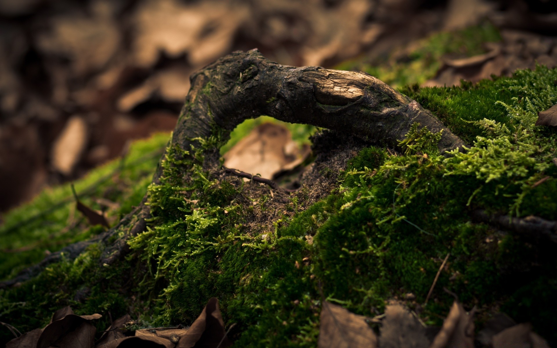 makroaufnahme holz natur holz im freien blatt moos medium wachstum boden flora landschaft reisen gazoo tageslicht