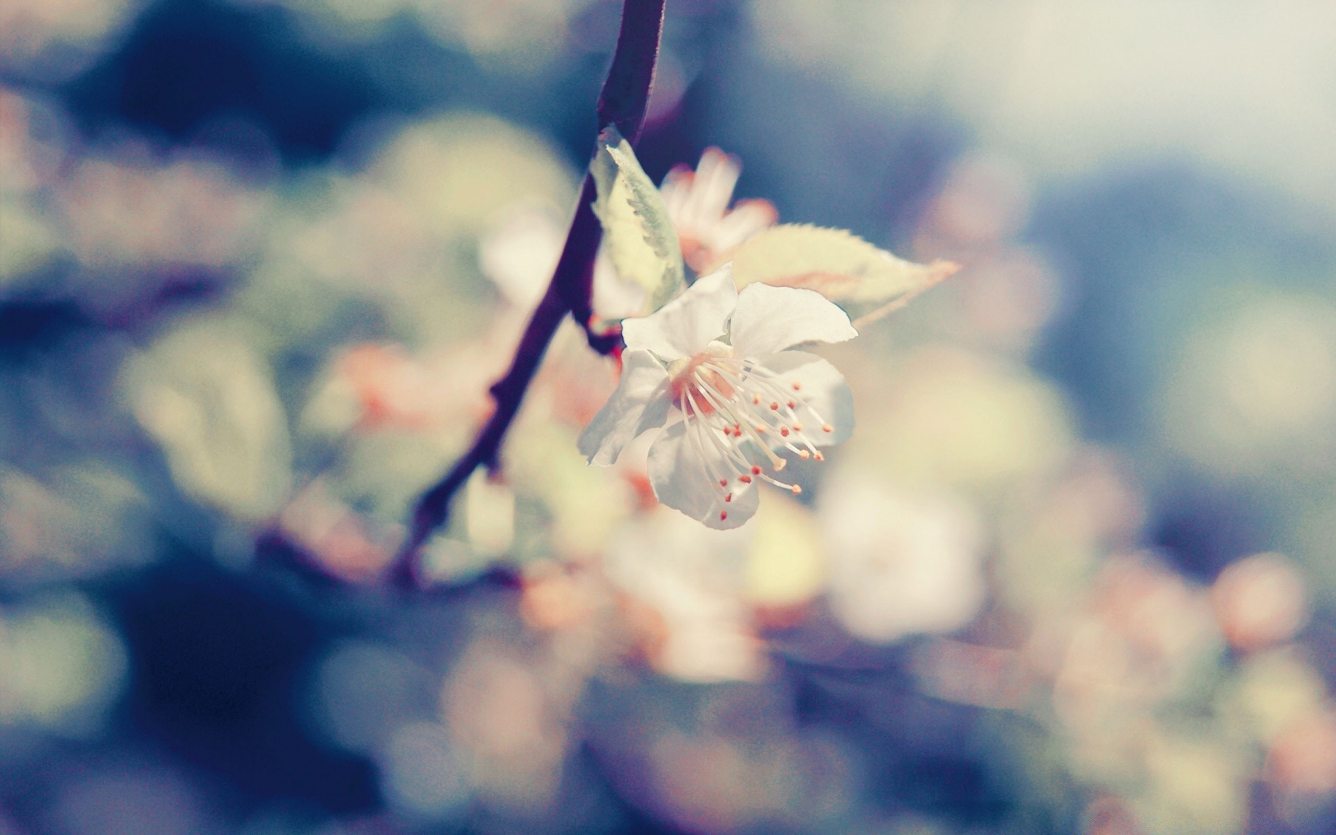 makro fotoğrafçılığı çiçek doğa bulanıklık yaprak açık havada dof yaz güzel hava flora kiraz şube ağaç kış güneş büyüme