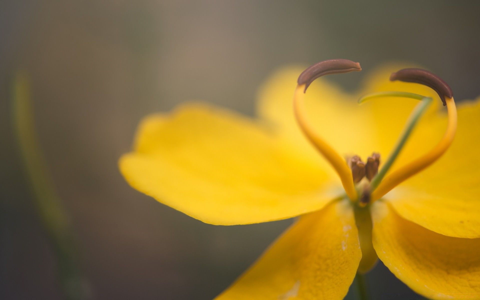 macro flor borrão natureza flora folha verão brilhante cor jardim ao ar livre crescimento