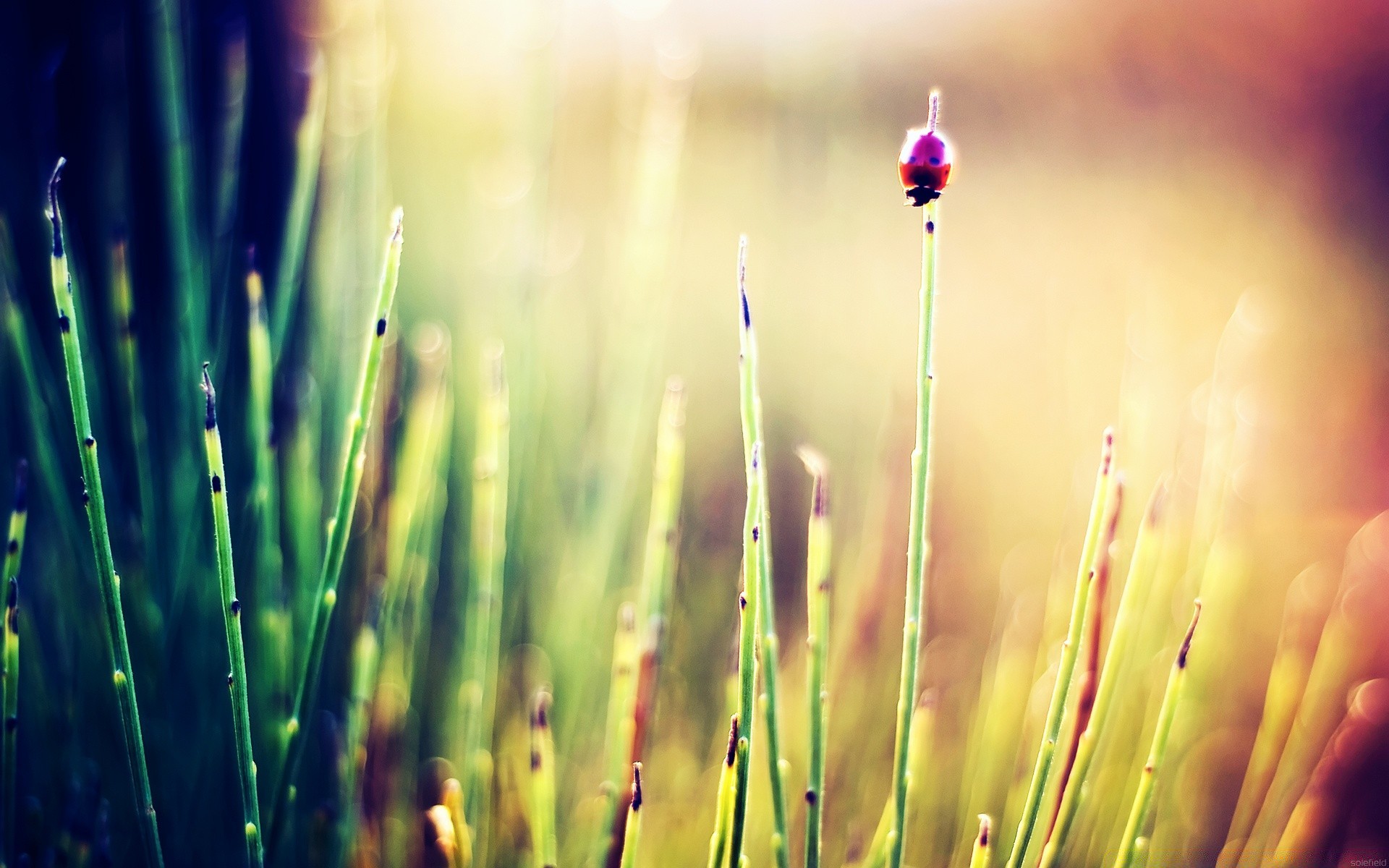 macro grass dawn nature blur summer sun dew growth outdoors fair weather leaf flora rural field garden bright hayfield lawn environment