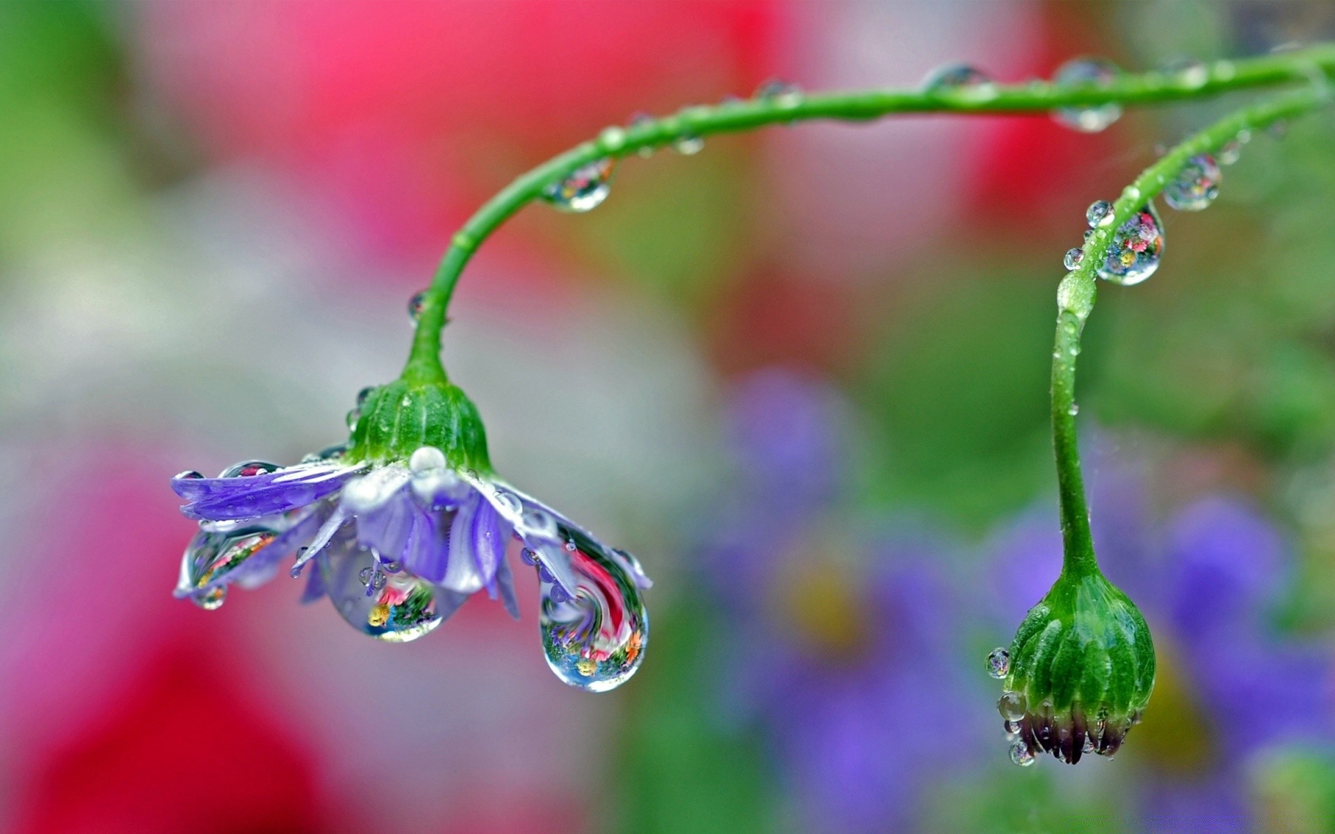 macro nature fleur jardin extérieur flore rosée pluie croissance feuille chute flou été beau temps