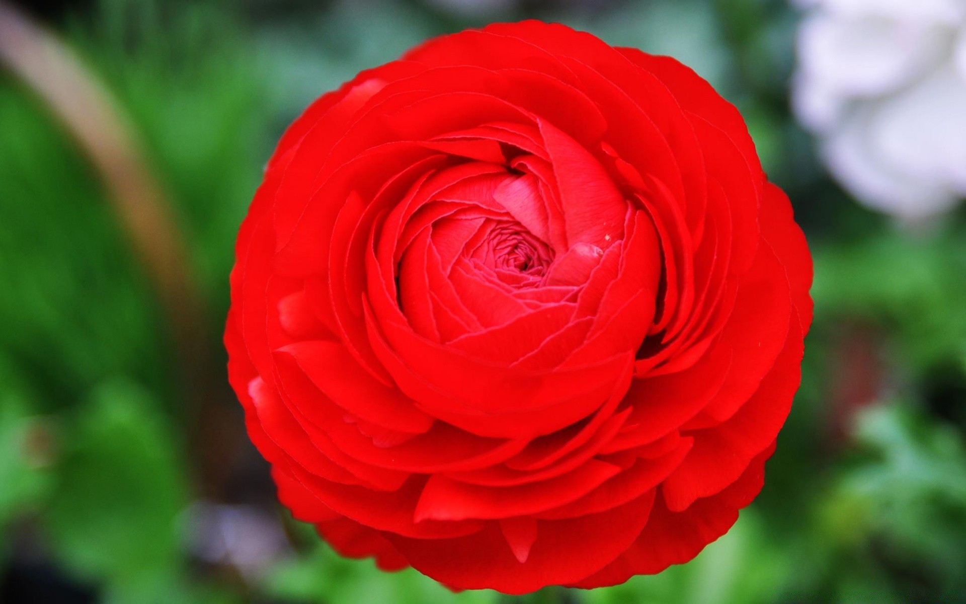 makro fotoğrafçılığı çiçek gül aşk doğa romantizm petal flora yaprak çiçek açan çiçek yaz buket romantik