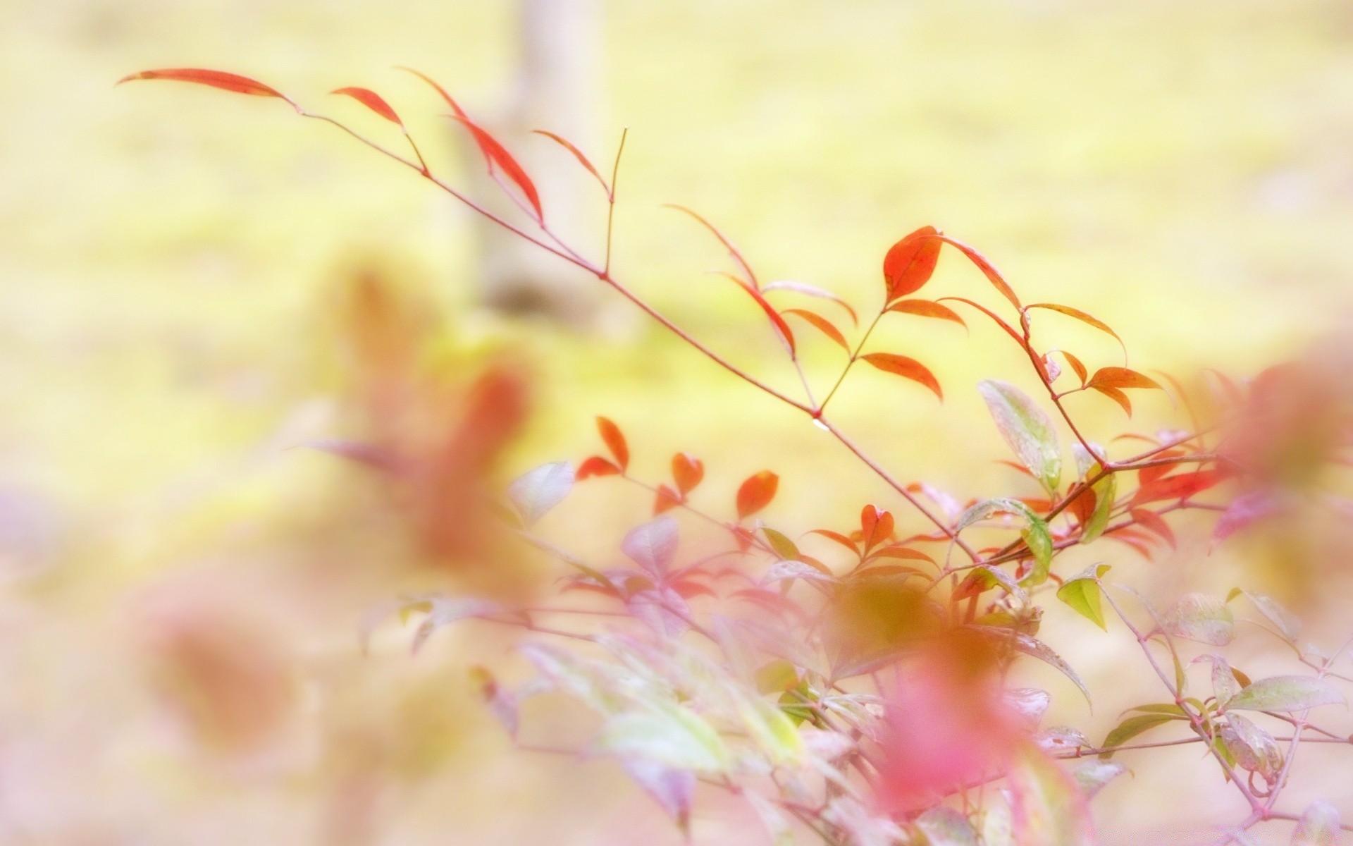 微距摄影 花 颜色 植物群 自然 叶 桌面 花园 美丽 抽象 花卉 夏天 季节 秋天 明亮 特写 纹理 装饰 相框 模糊 艺术