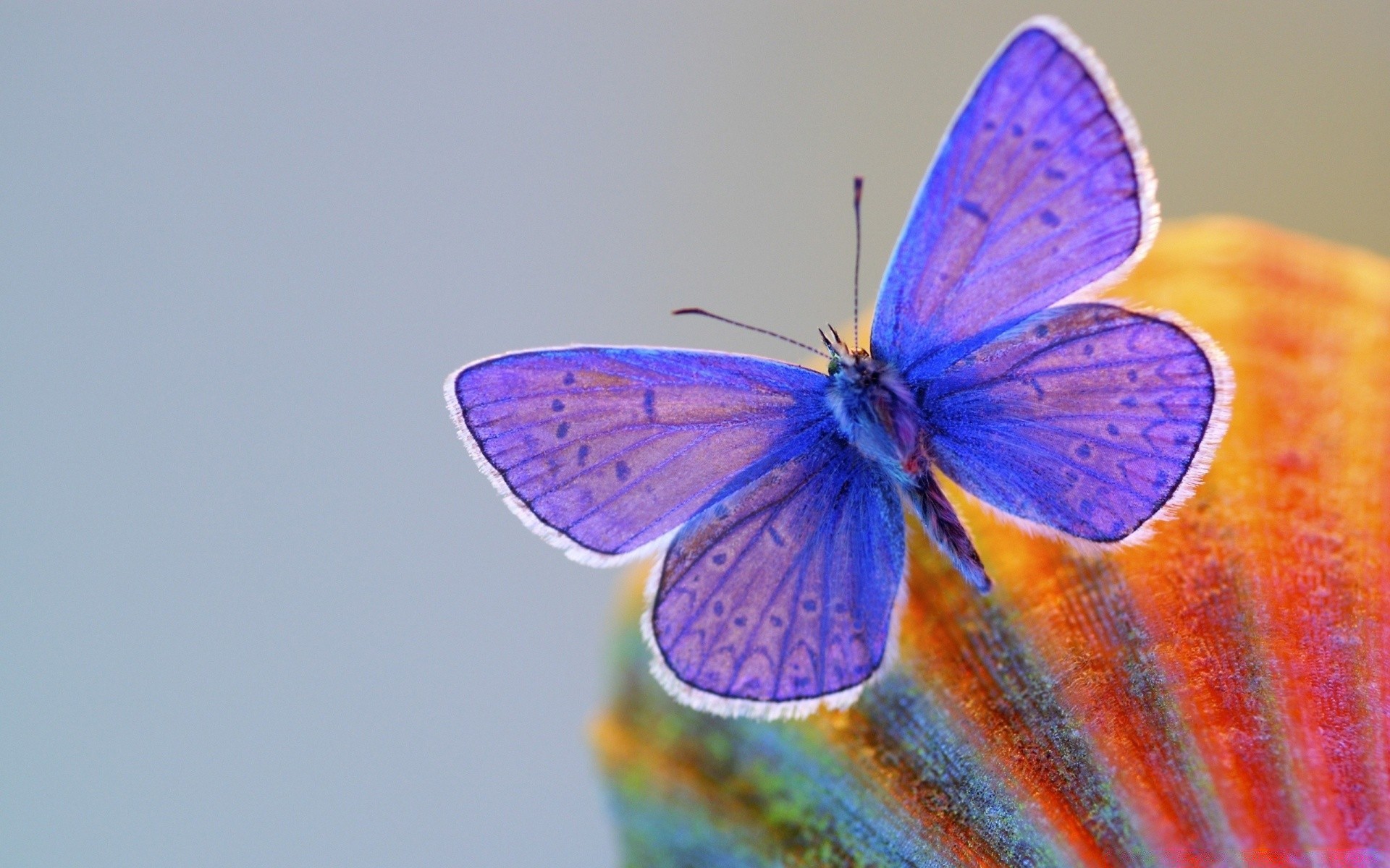 macro butterfly insect nature outdoors summer invertebrate flower wing wildlife biology daylight delicate color