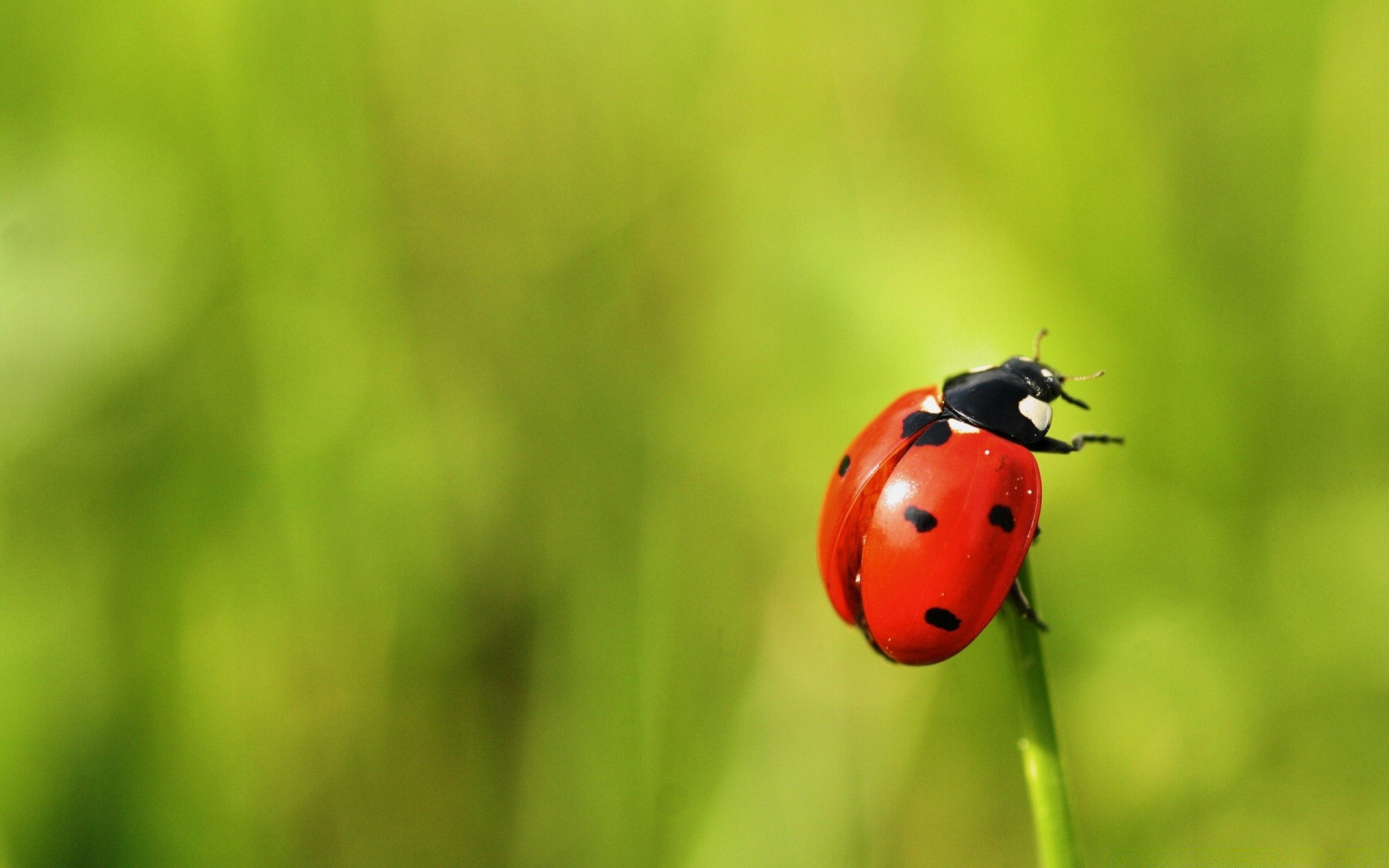 macro ladybug beetle insect nature grass biology summer leaf tiny growth flora garden little purity rain zoology bright outdoors environment