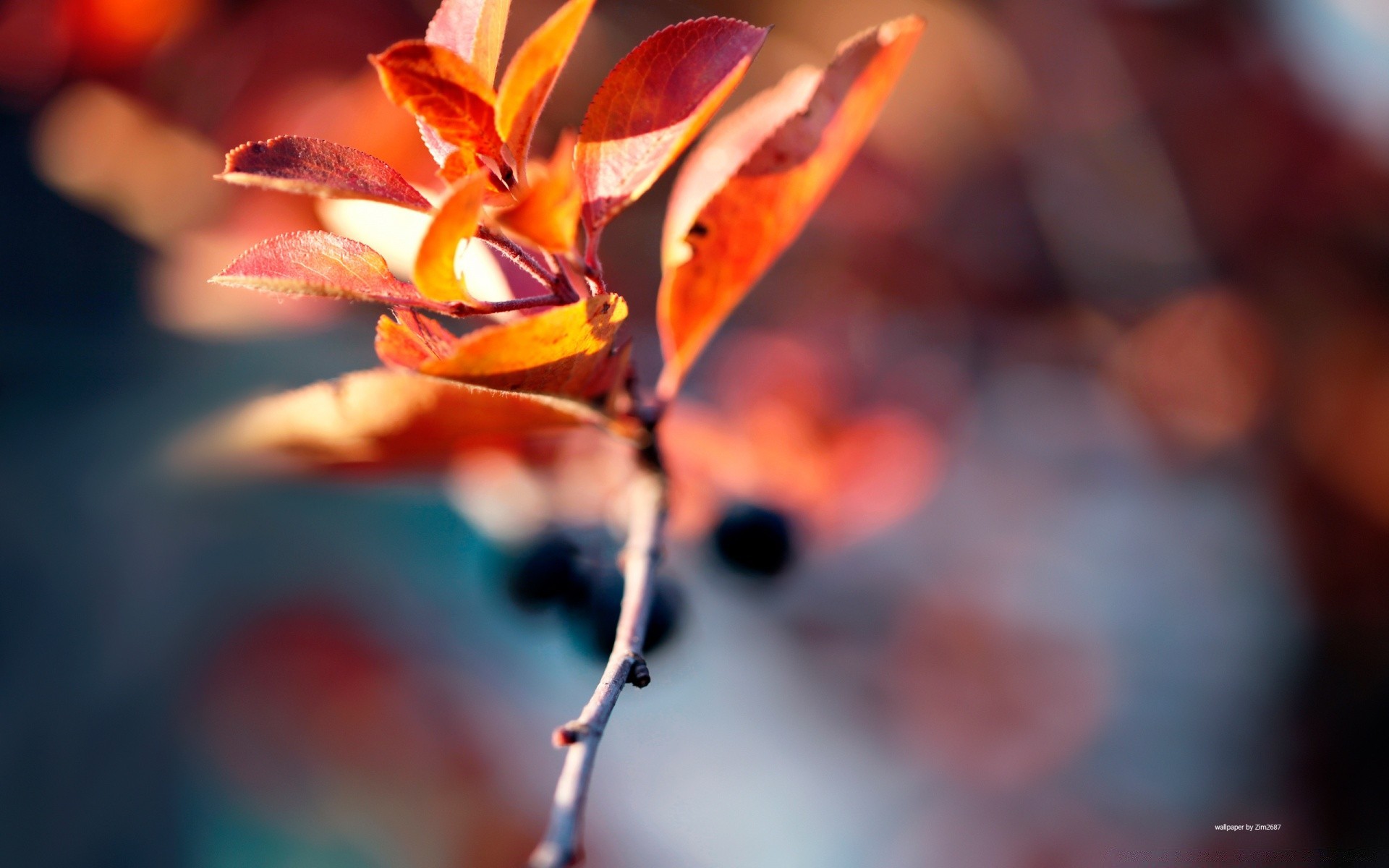 macro leaf fall nature blur flora outdoors flower light bright color branch