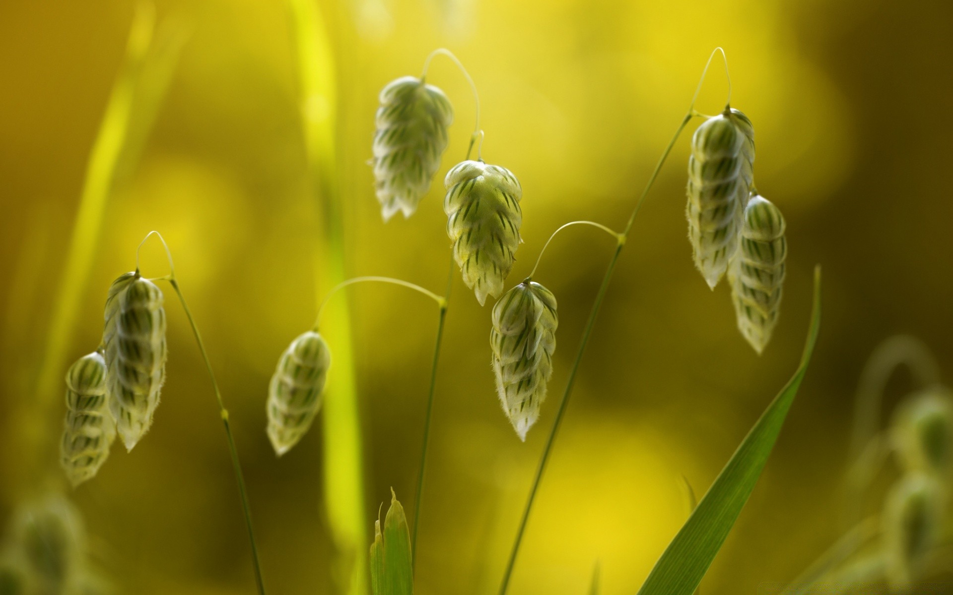 macro nature insect flora growth summer bee outdoors leaf biology environment close-up bright flower garden