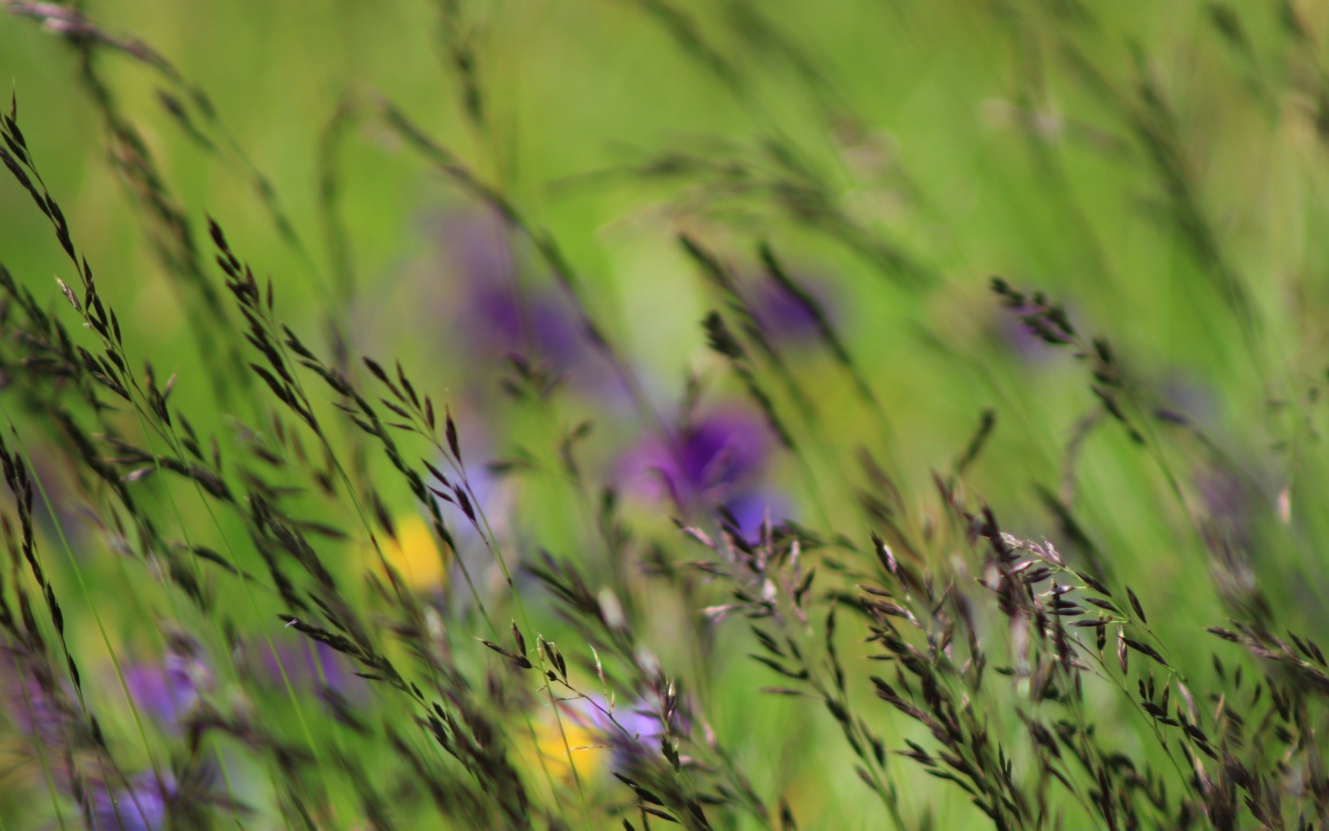 makroaufnahme blume natur flora sommer gras feld garten blatt heuhaufen wachstum farbe unschärfe hell blumen umwelt