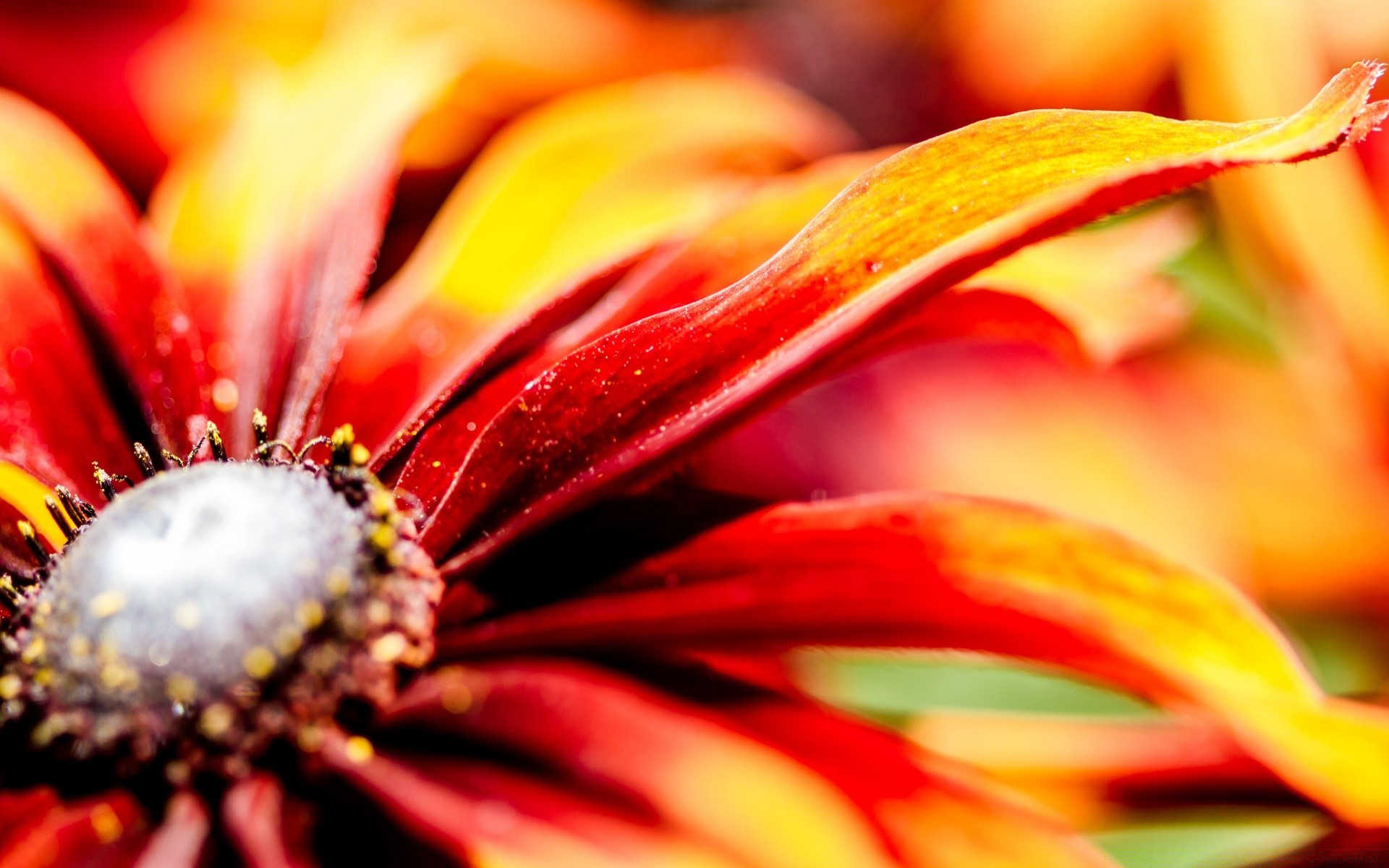 makroaufnahme natur blume farbe hell blatt flora sommer schön garten unschärfe desktop