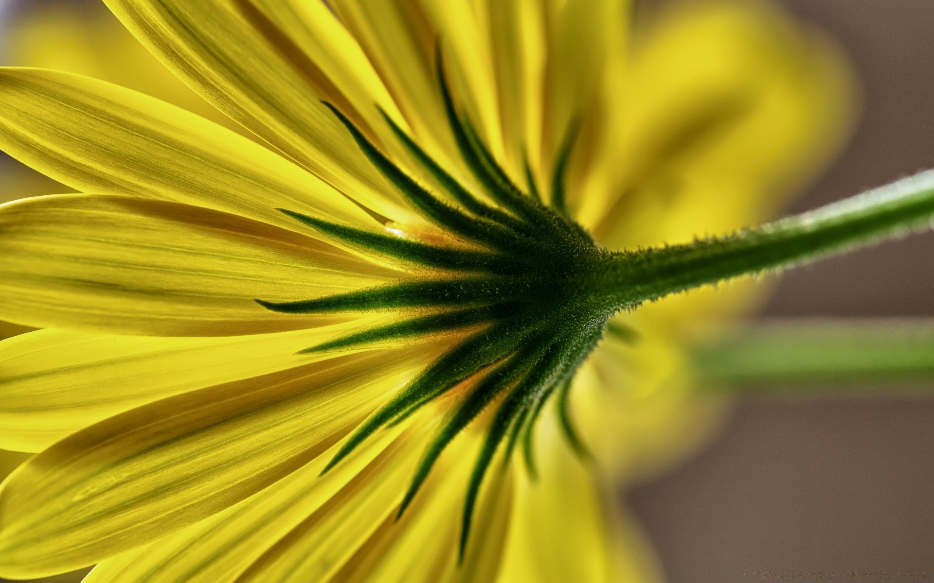 macro natureza flor brilhante flora verão cor folha close-up crescimento área de trabalho jardim