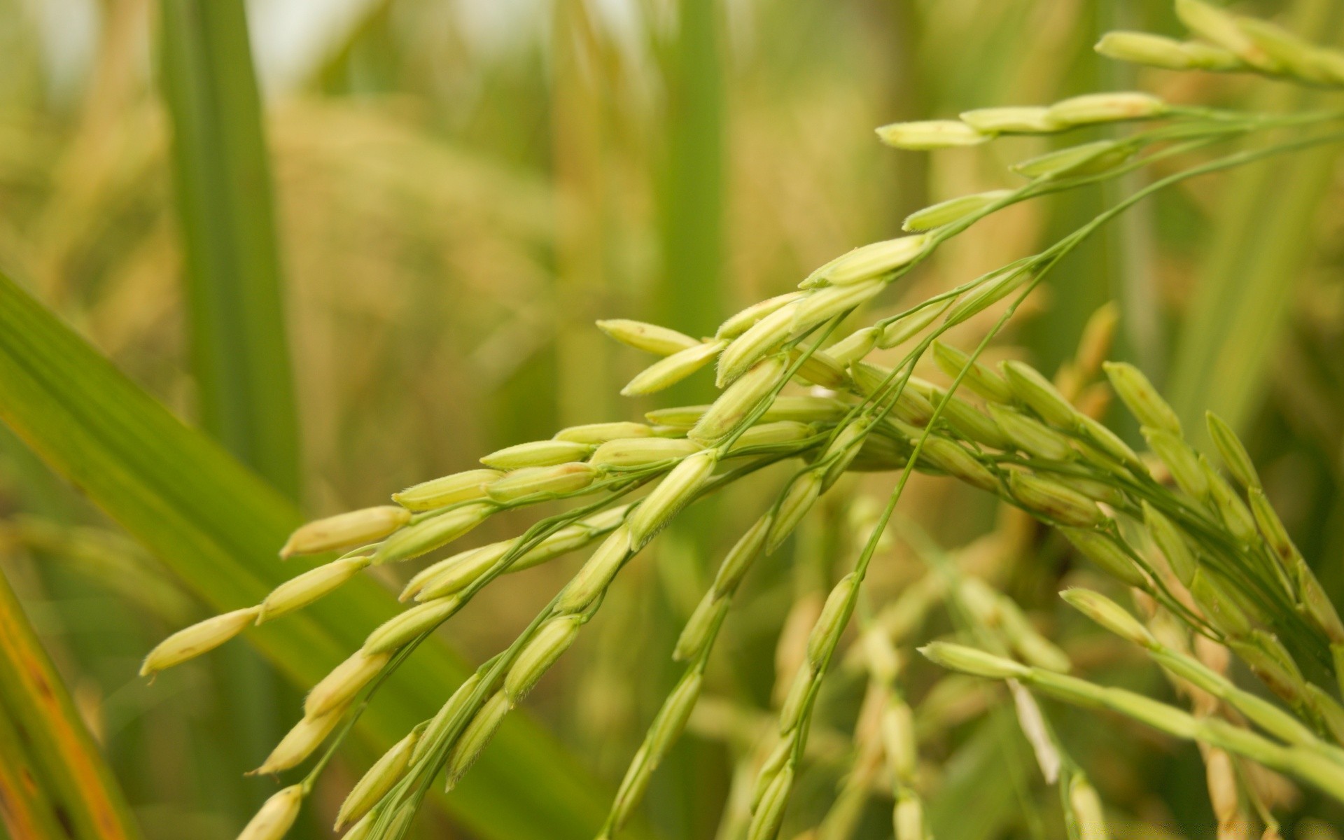 macro crescita flora foglia natura fiocchi erba agricoltura paddy all aperto pascolo cibo raccolto rurale campo estate lussureggiante fattoria riso