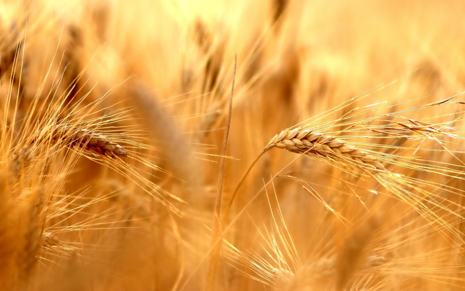 macro grano cereali pane segale pascolo paglia seme mais rurale raccolto oro orzo campo farina fattoria agricoltura spike campagna