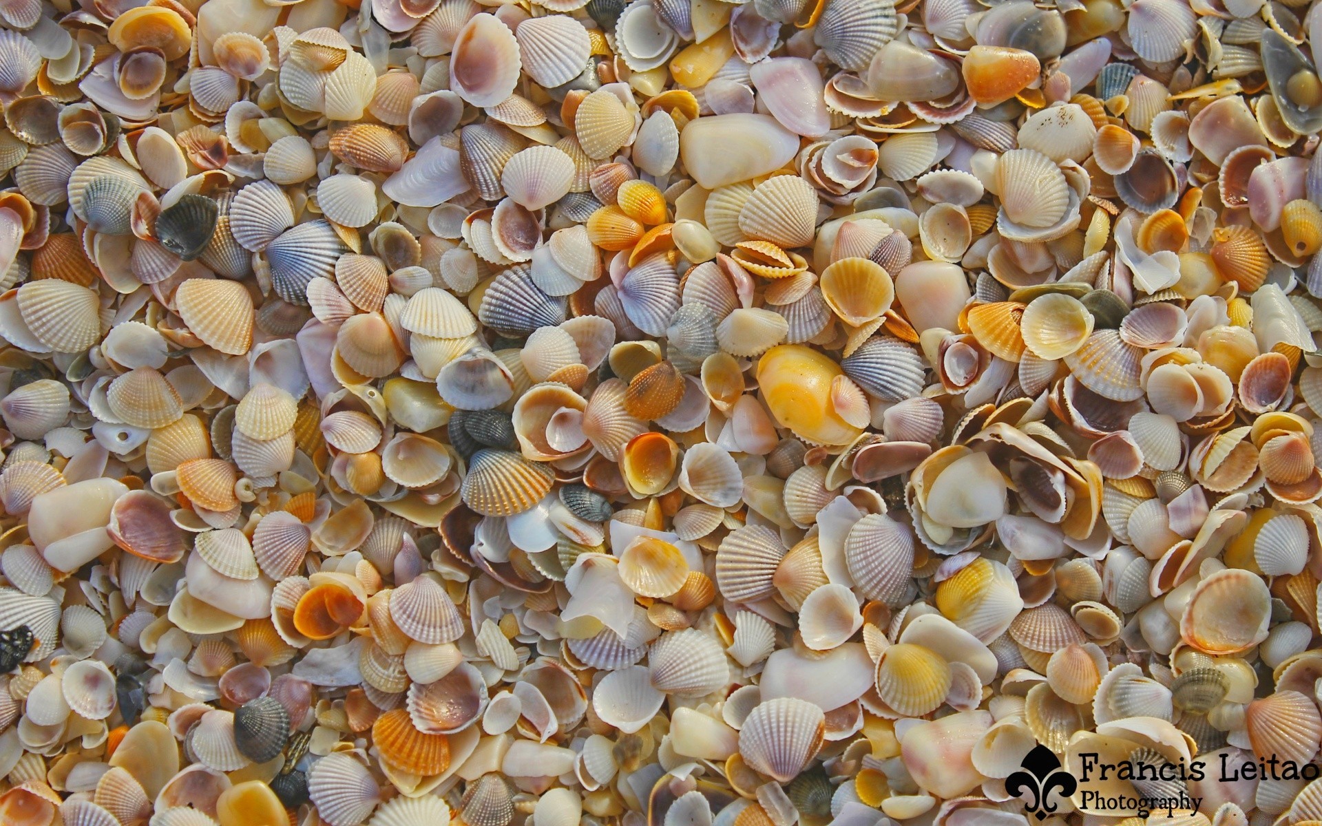 macro desktop shell texture nature many seashell marine pattern shellfish underwater wildlife exotic tropical kind aquatic horizontal animal fish sea