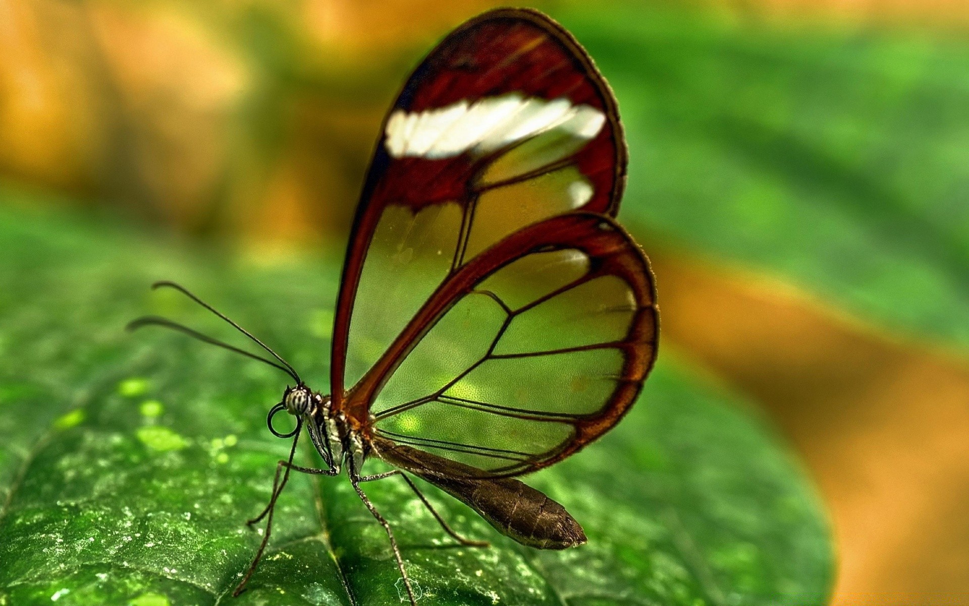 macro insect nature butterfly leaf summer outdoors flora garden wildlife invertebrate biology bright environment color grass tropical little close-up beautiful