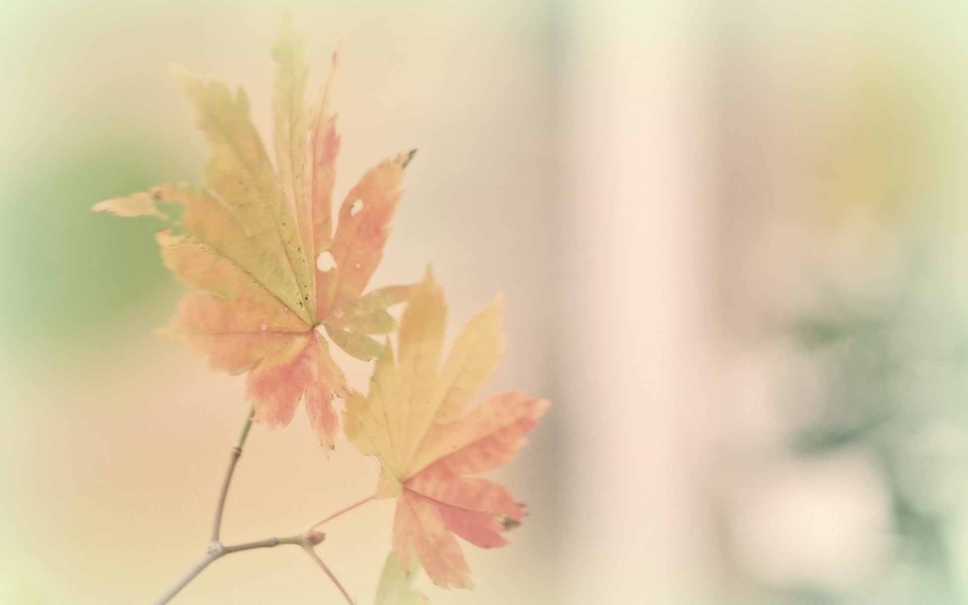 makroaufnahme blatt natur herbst sommer flora hell unschärfe im freien wachstum