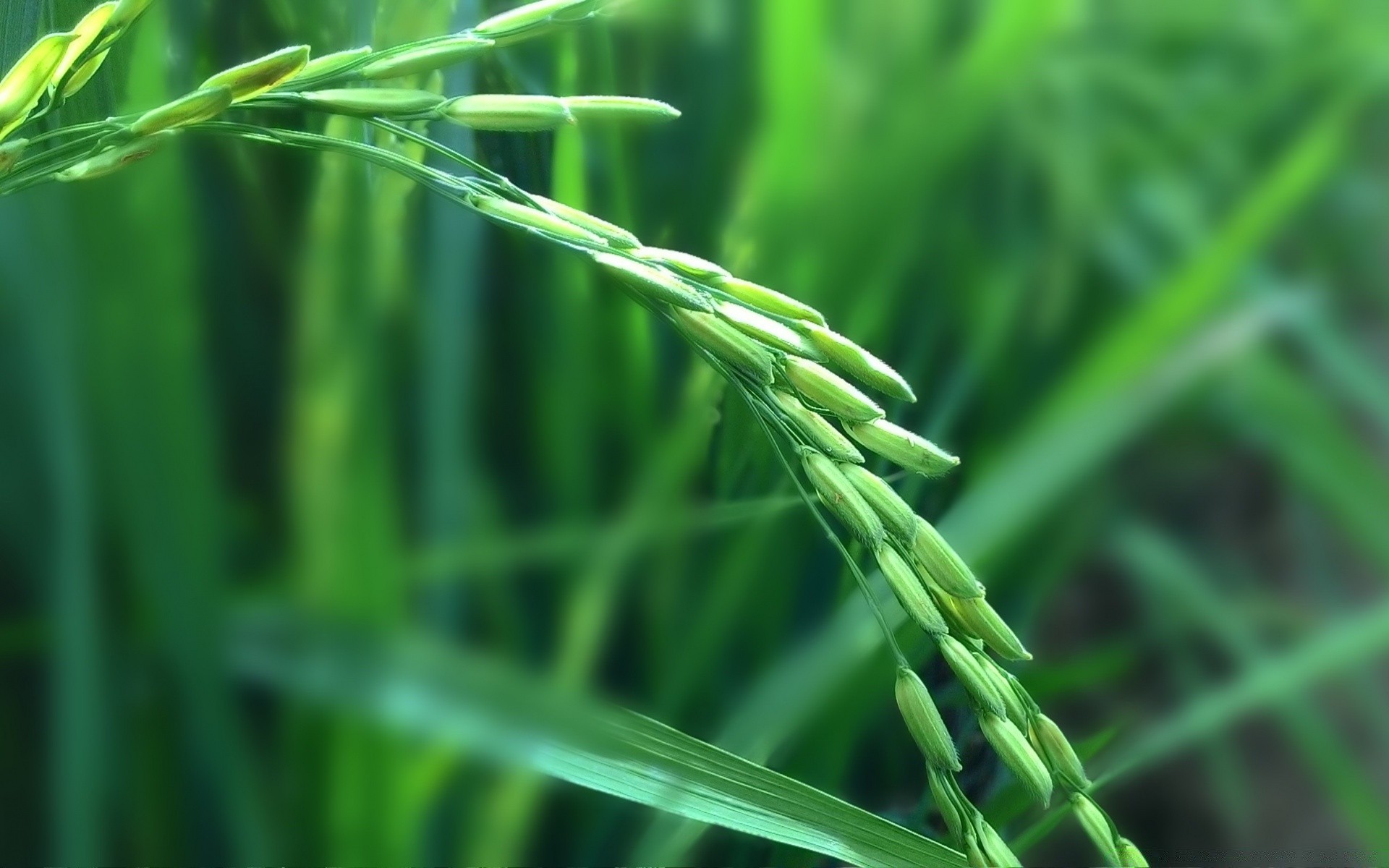 makroaufnahme wachstum blatt flora tau gras üppig klinge natur regen garten umwelt frische sommer herbst rasen nass ökologie schale im freien