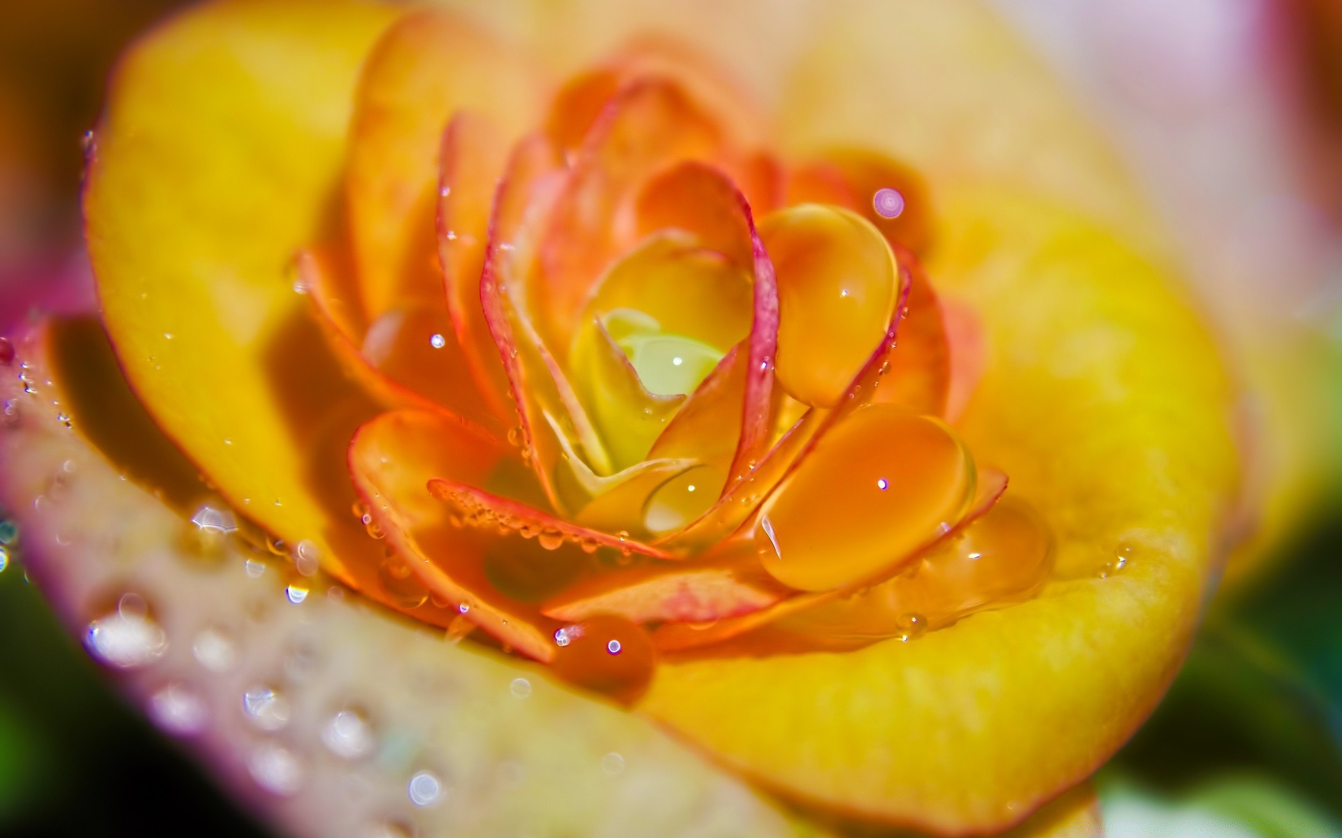 macro nature color close-up flower leaf bright desktop summer food