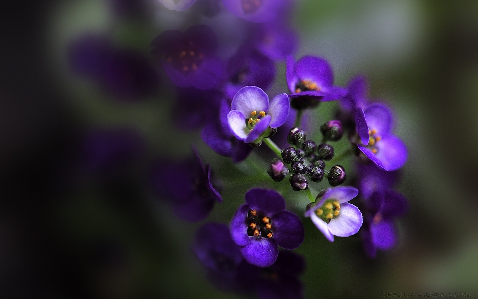 makro kwiat natura flora liść ogród lato na zewnątrz wzrost violet rozmycie płatek kolor